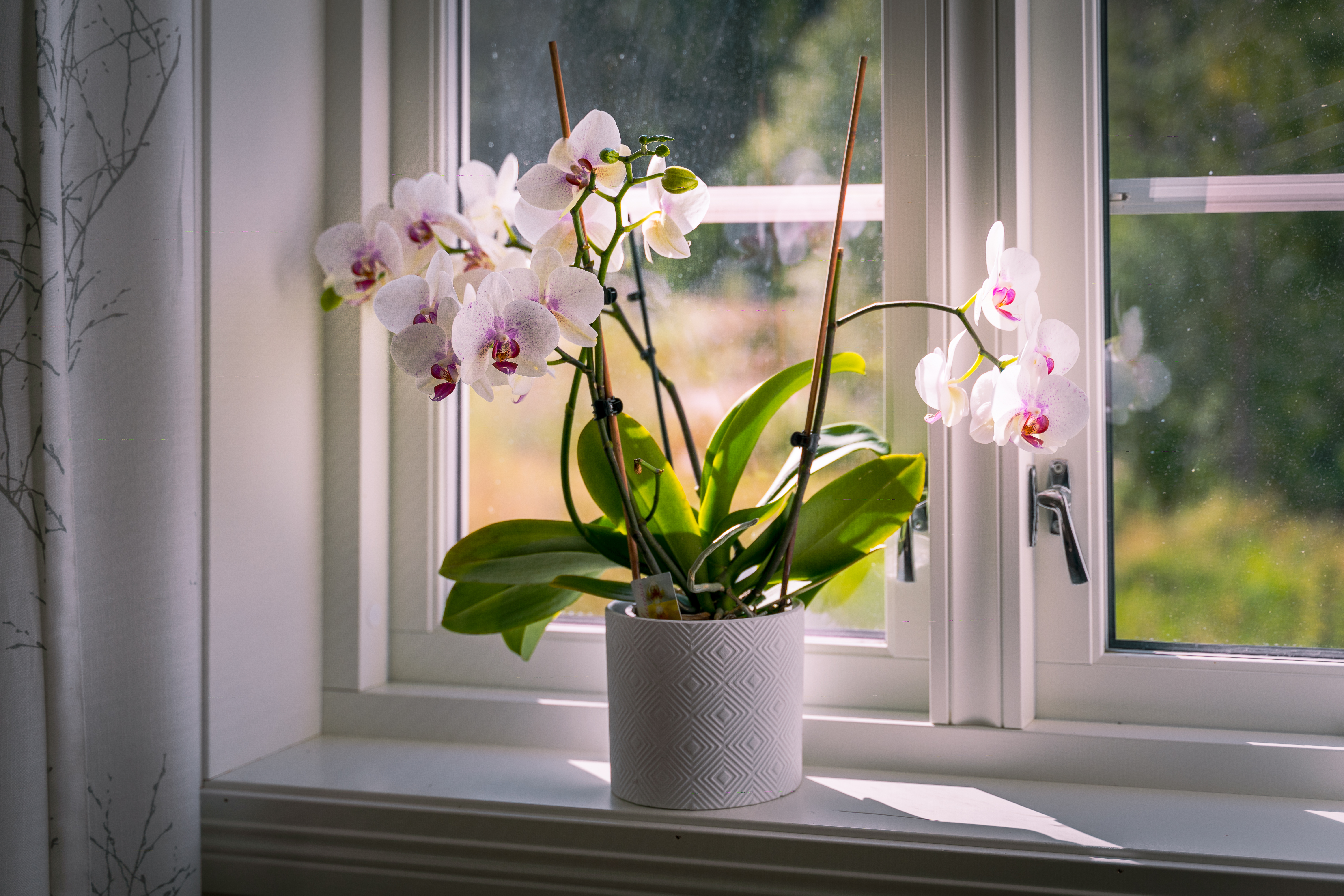 Plants — BlossomPot