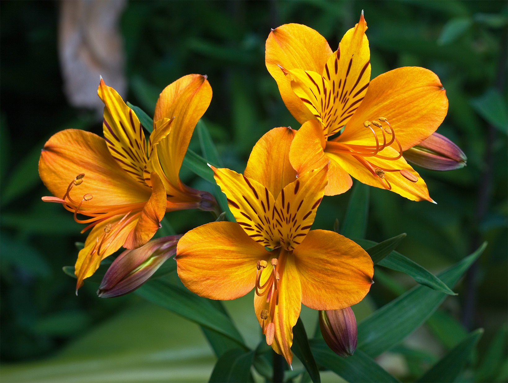 Pink alstroemeria blooms