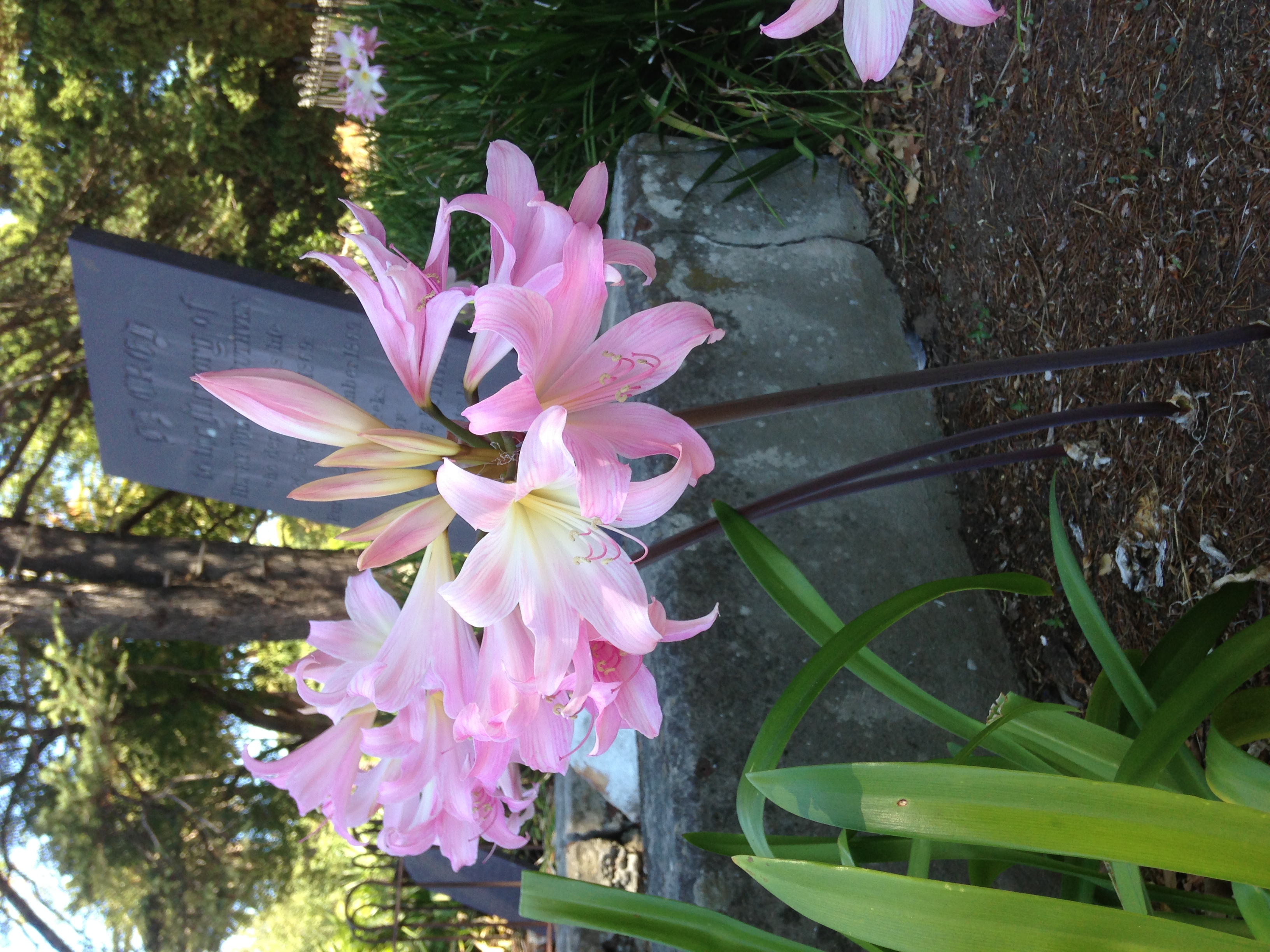 Amaryllis flower