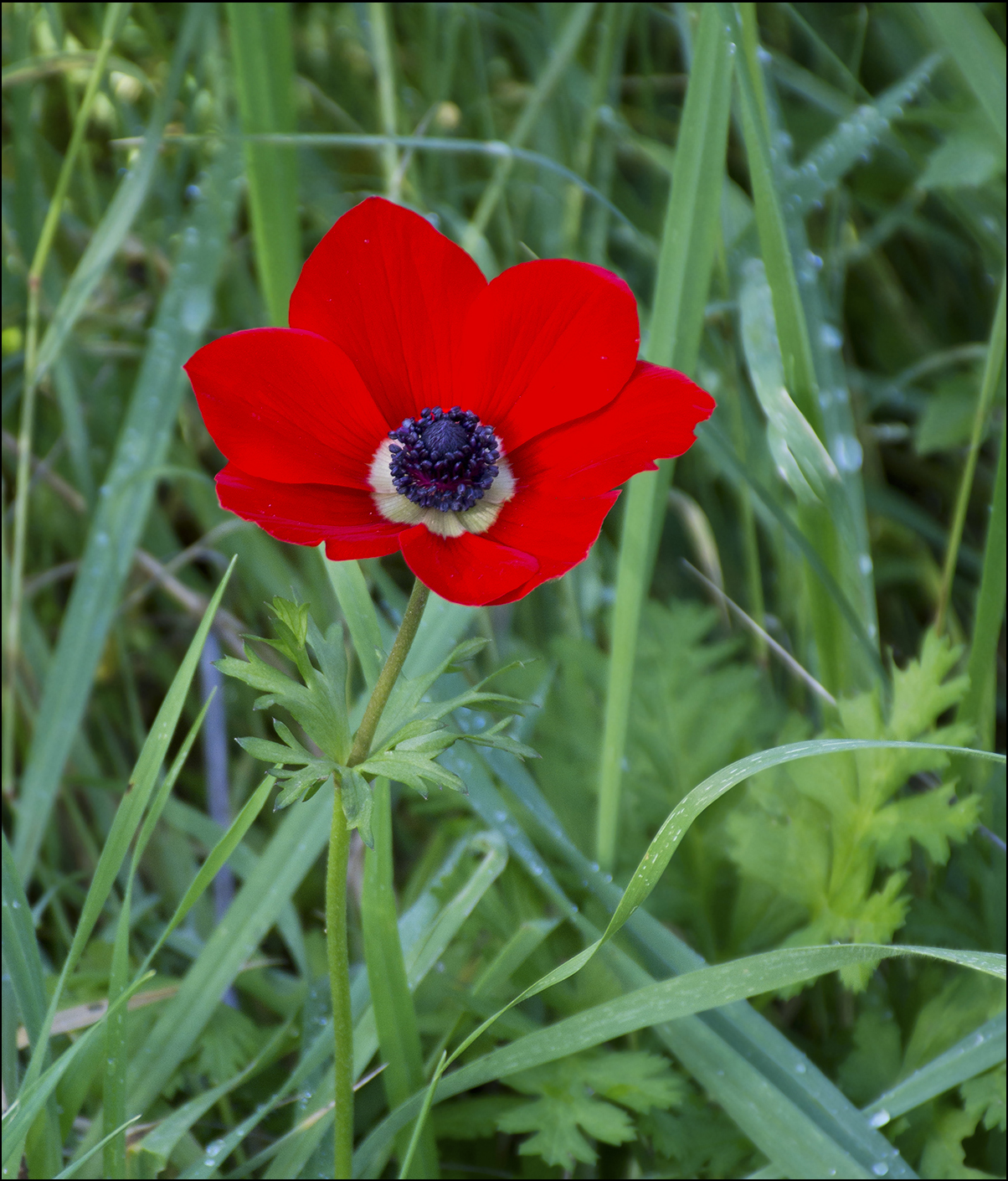 Anemone flower