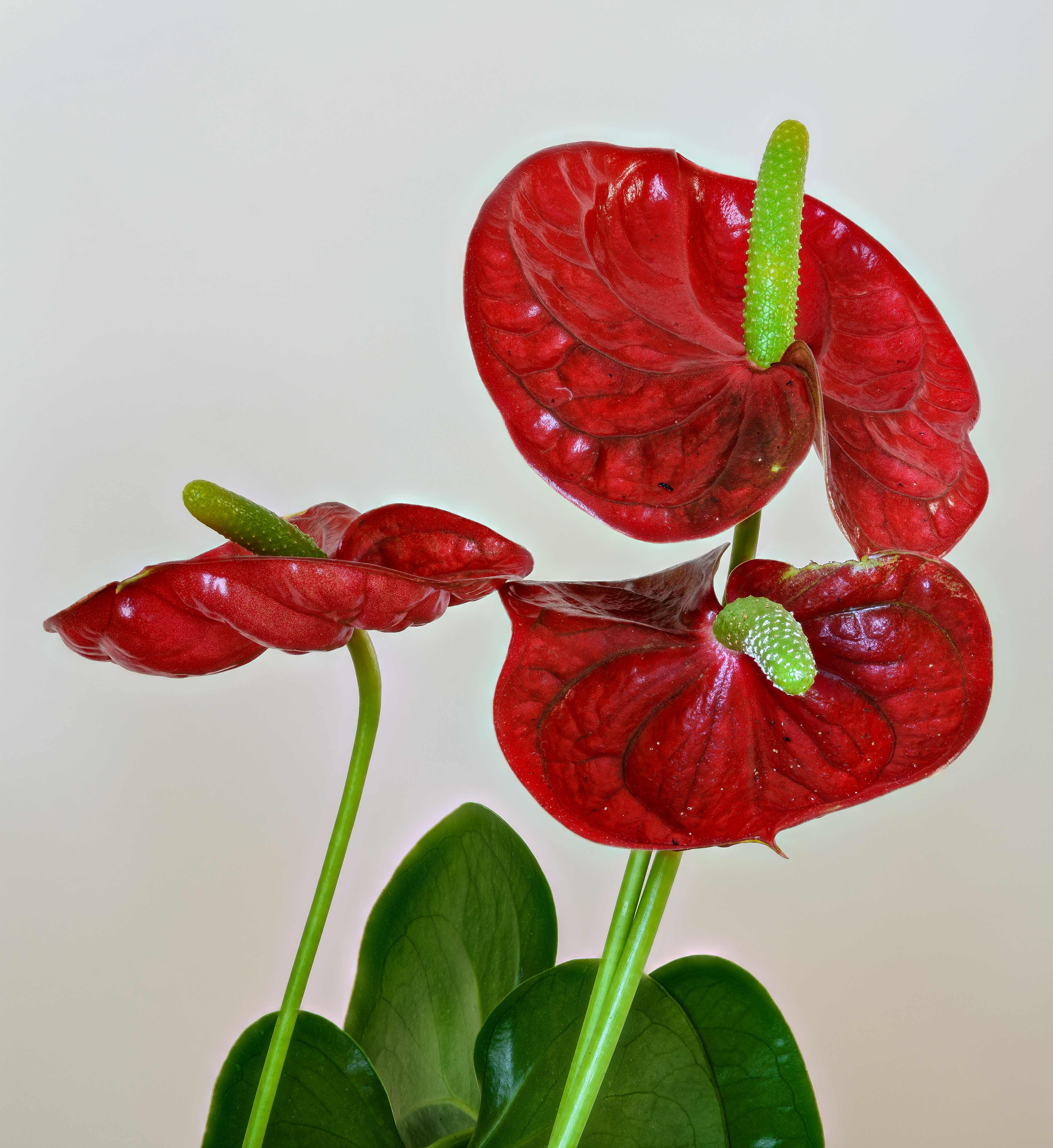 Anthurium flower