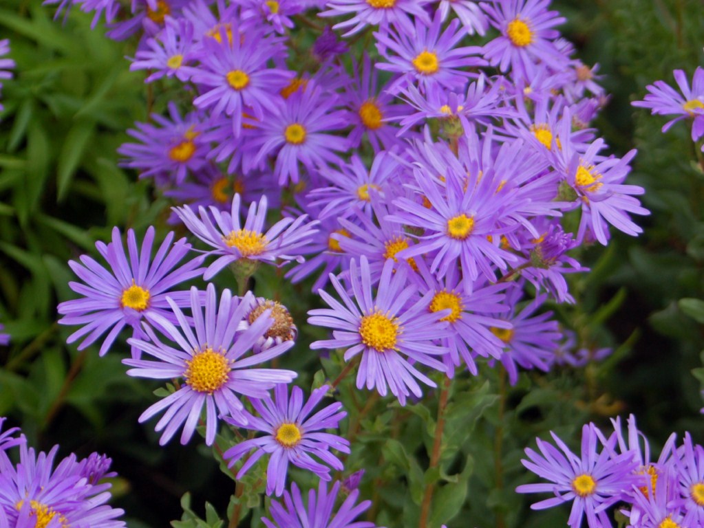 Aster flower