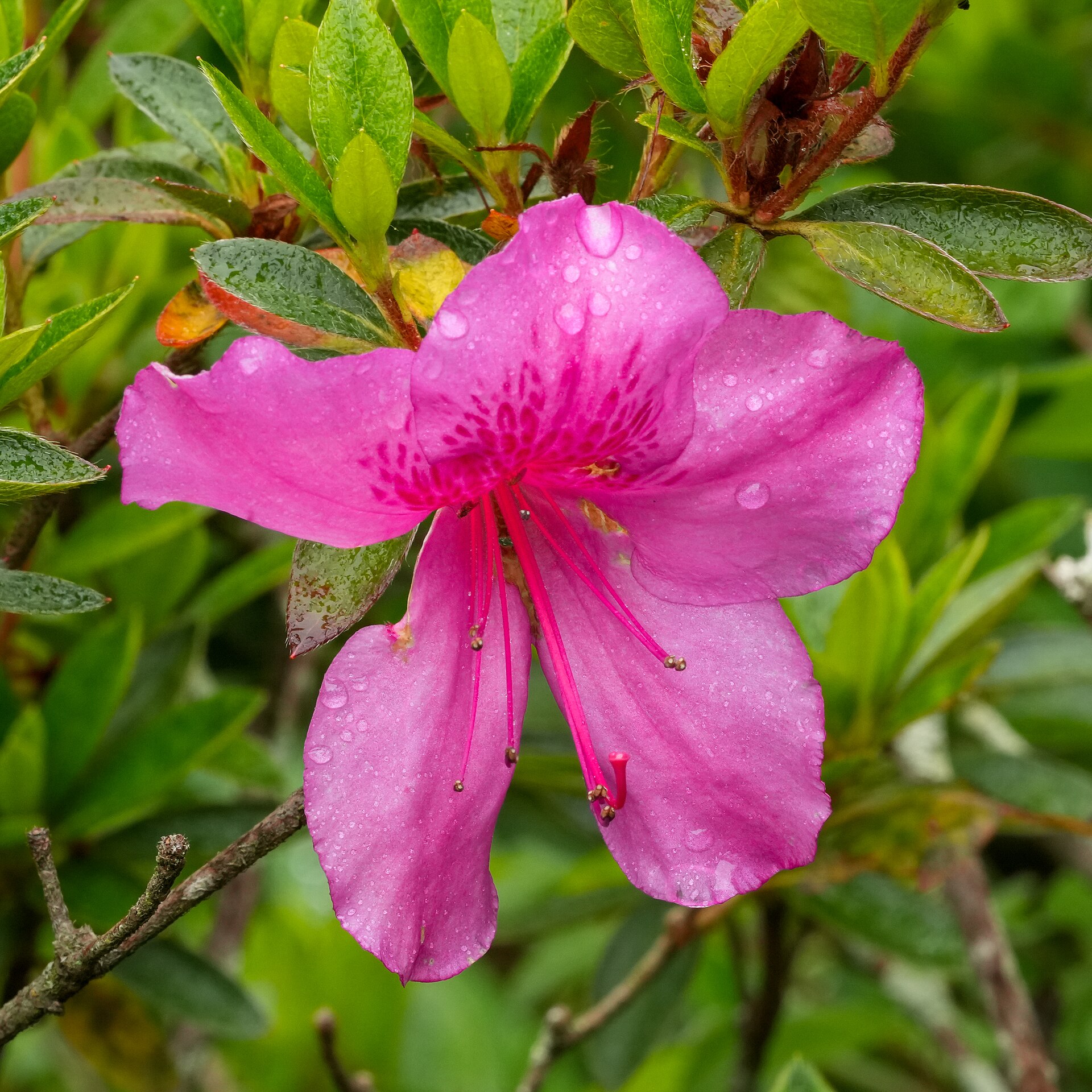 Azalea flower