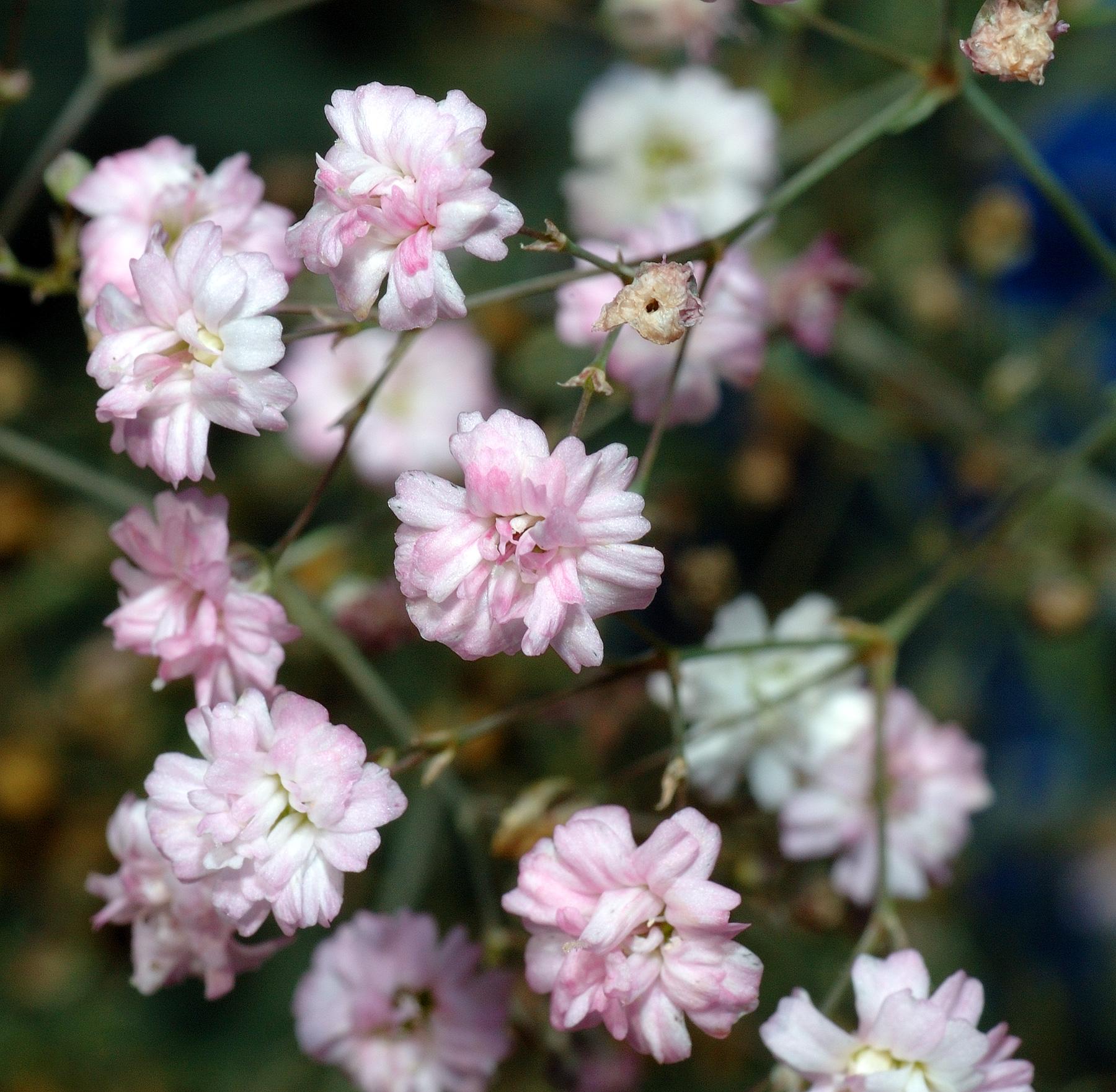 White baby's breath in a loose bouquet