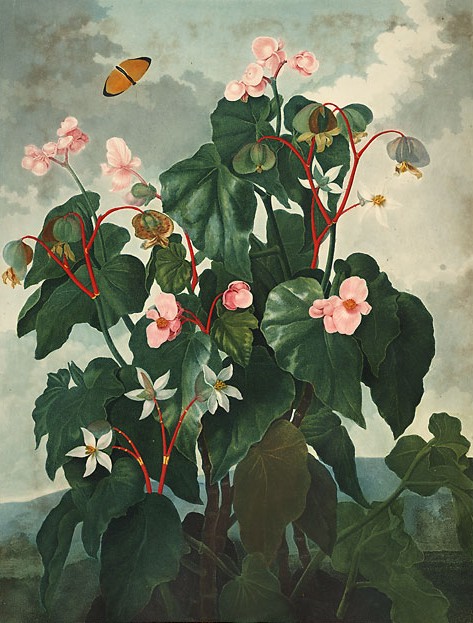 Begonia flower