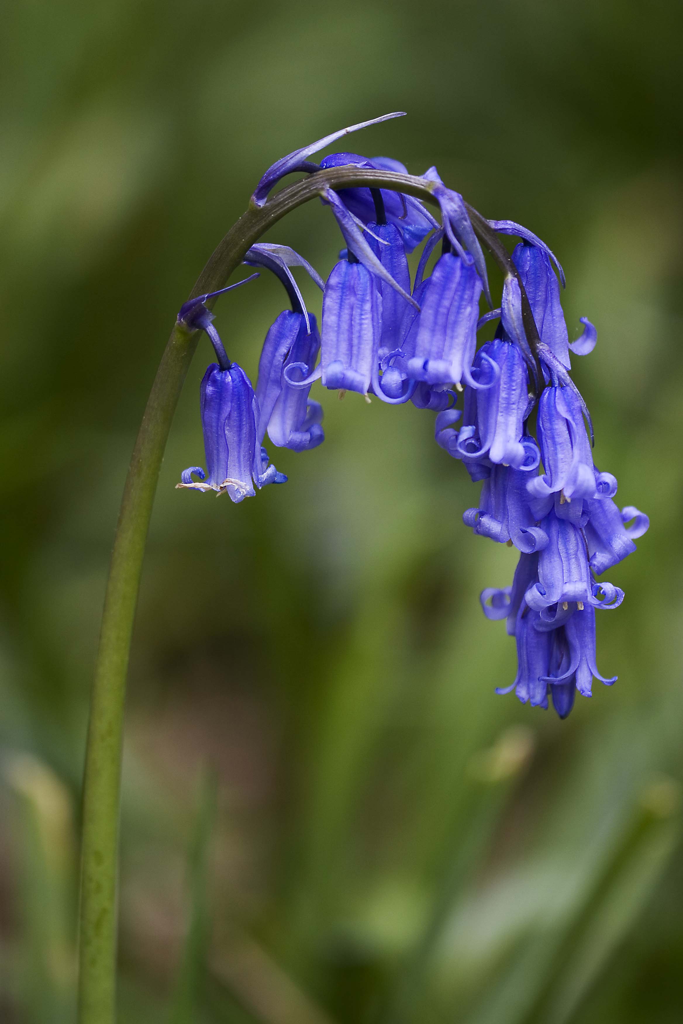 Bluebell flower
