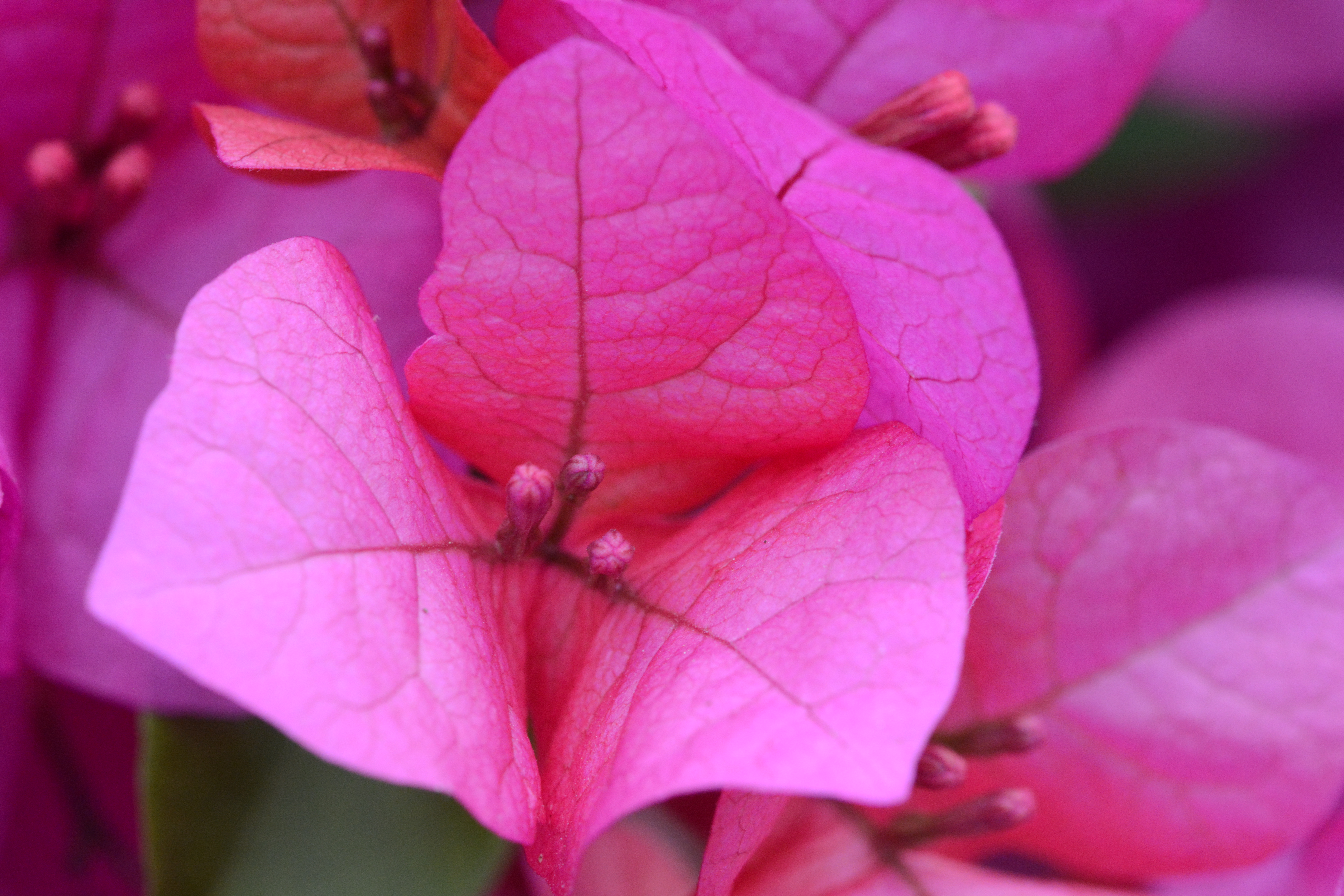Bougainvillea flower