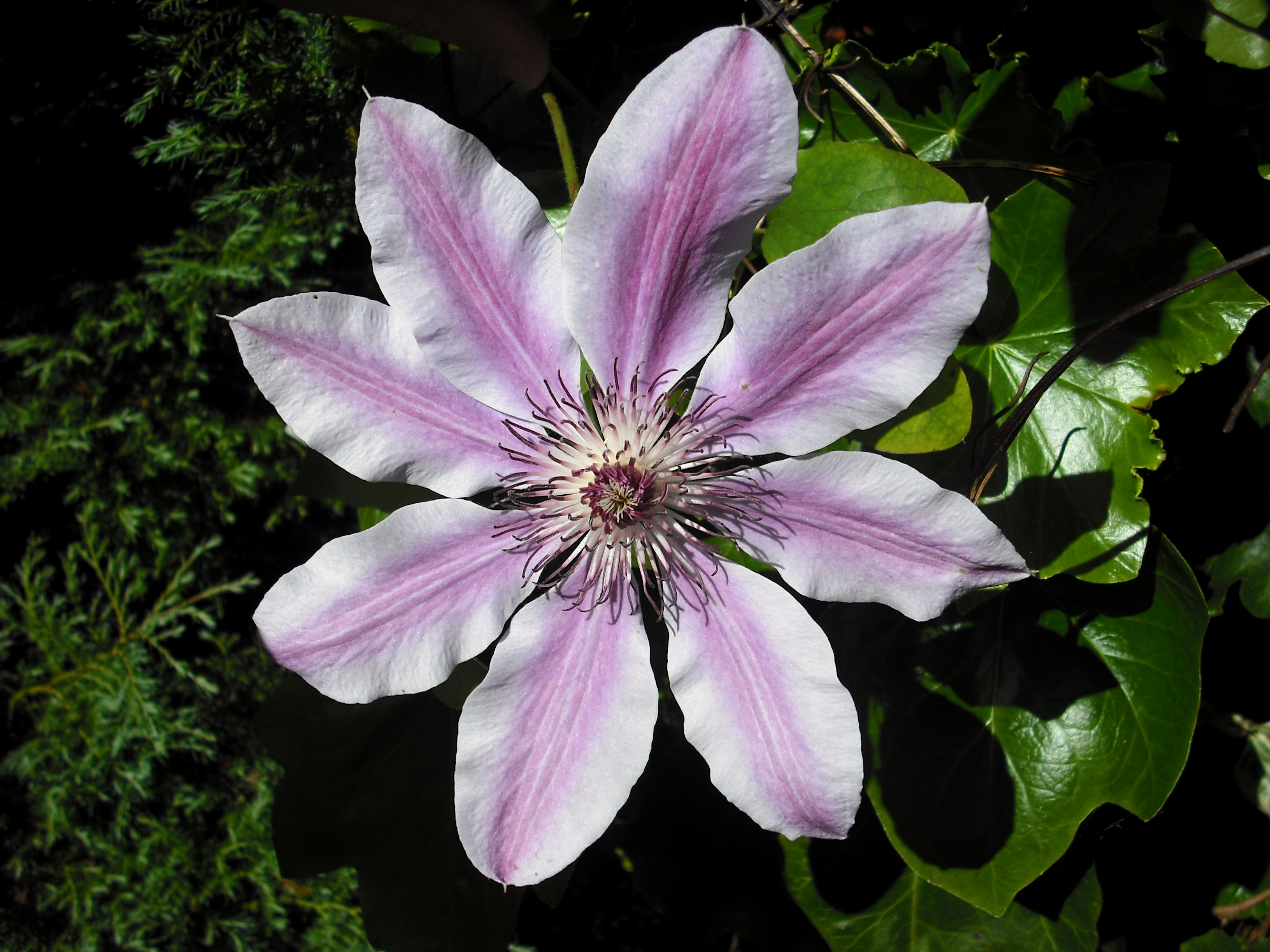 Clematis flower