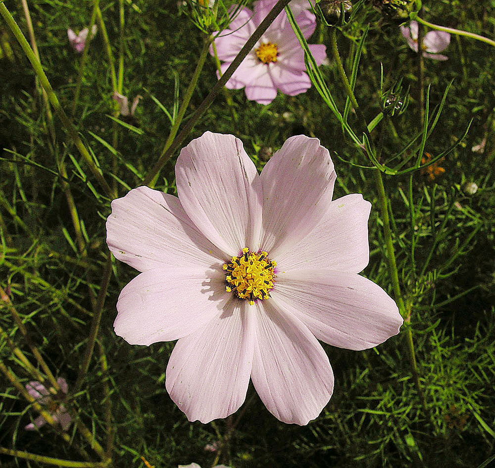 Cosmos flower