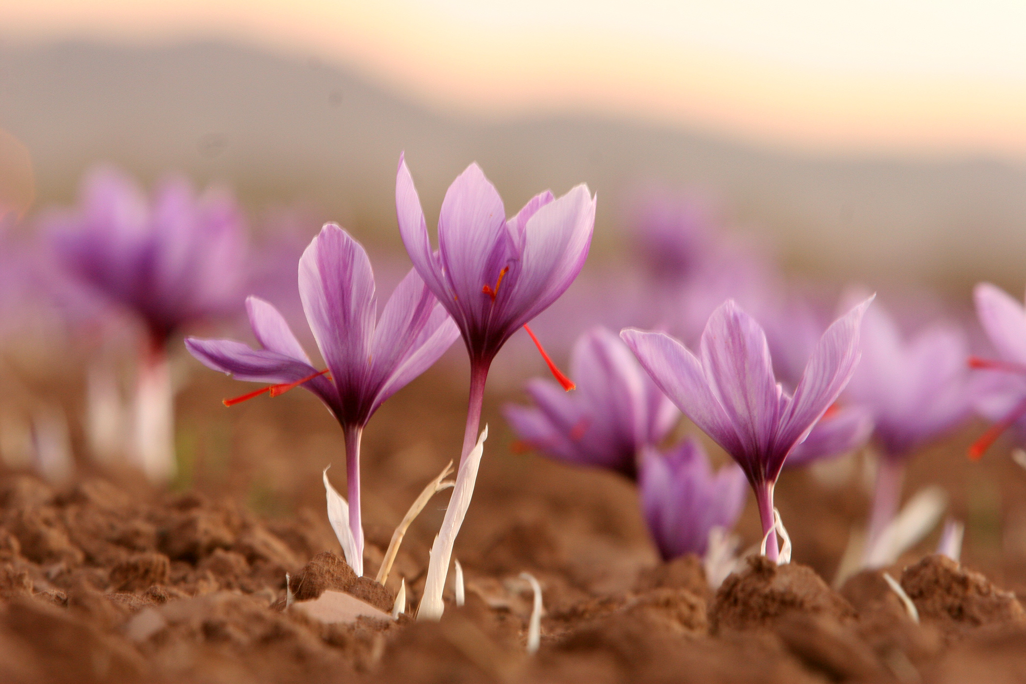 Crocus flower