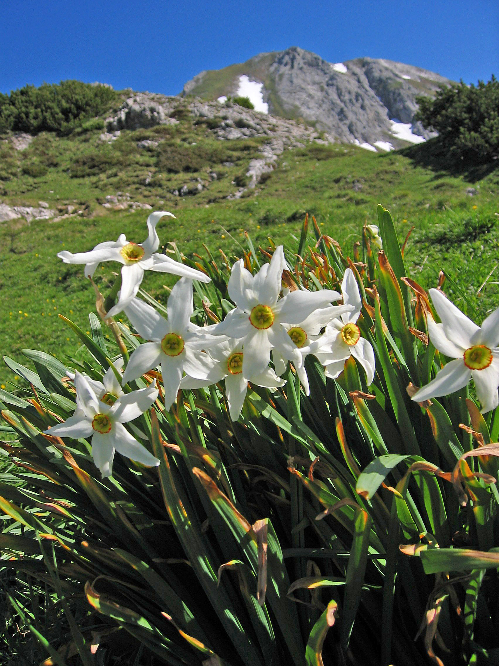 Daffodil flower