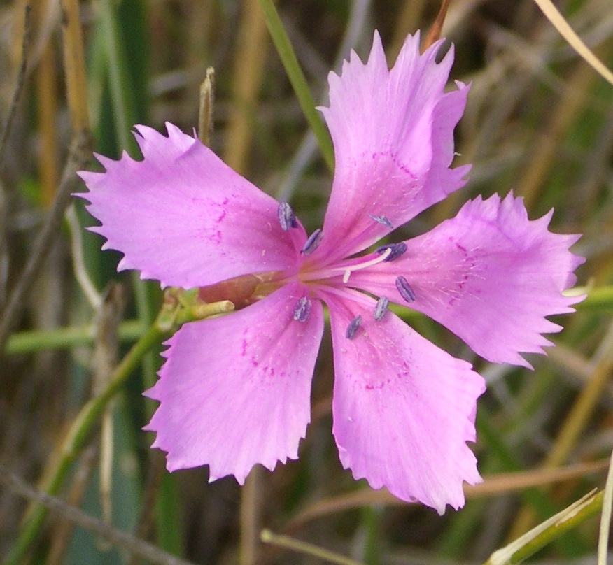 Dianthus flower