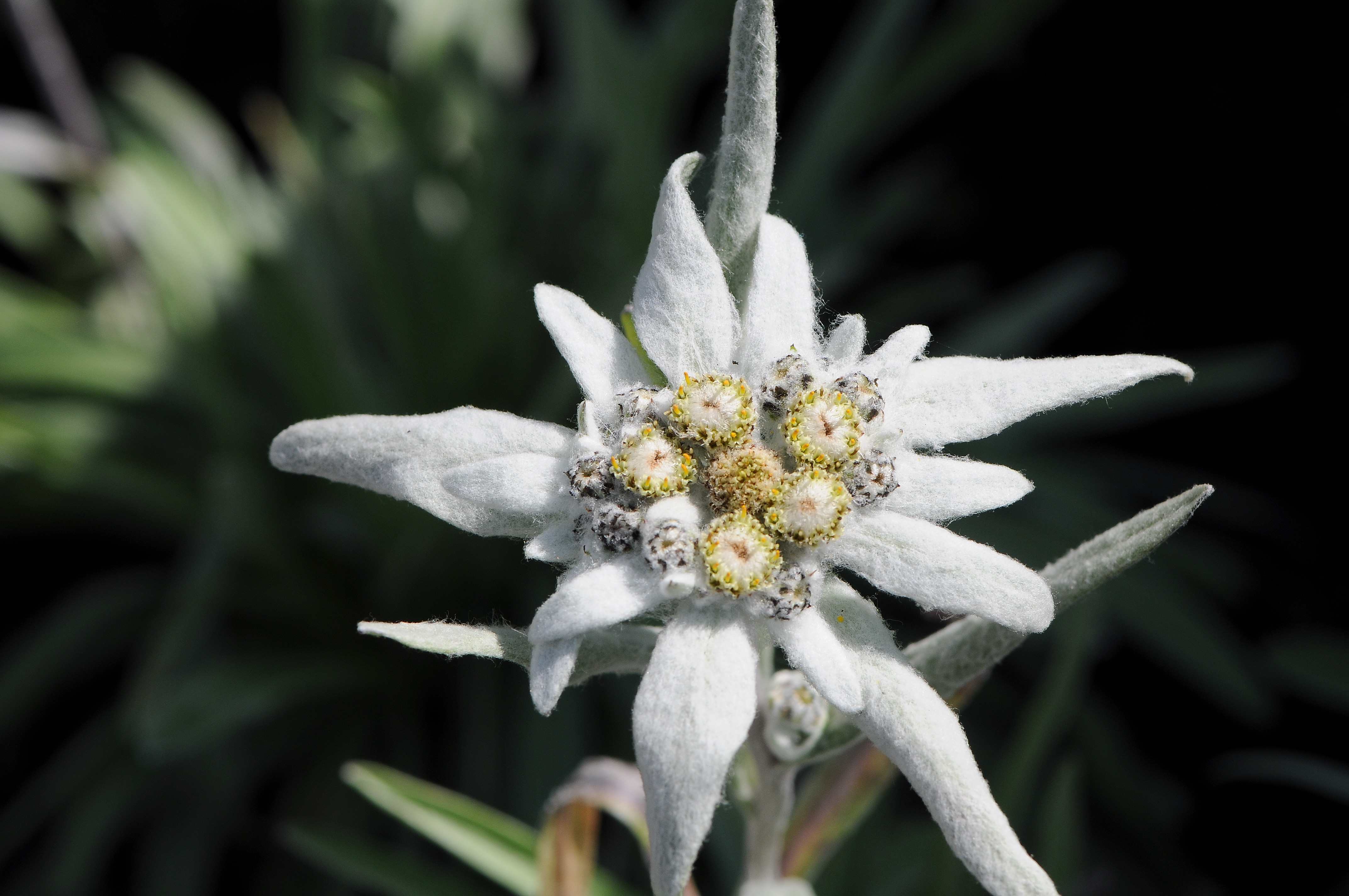 Edelweiss flower