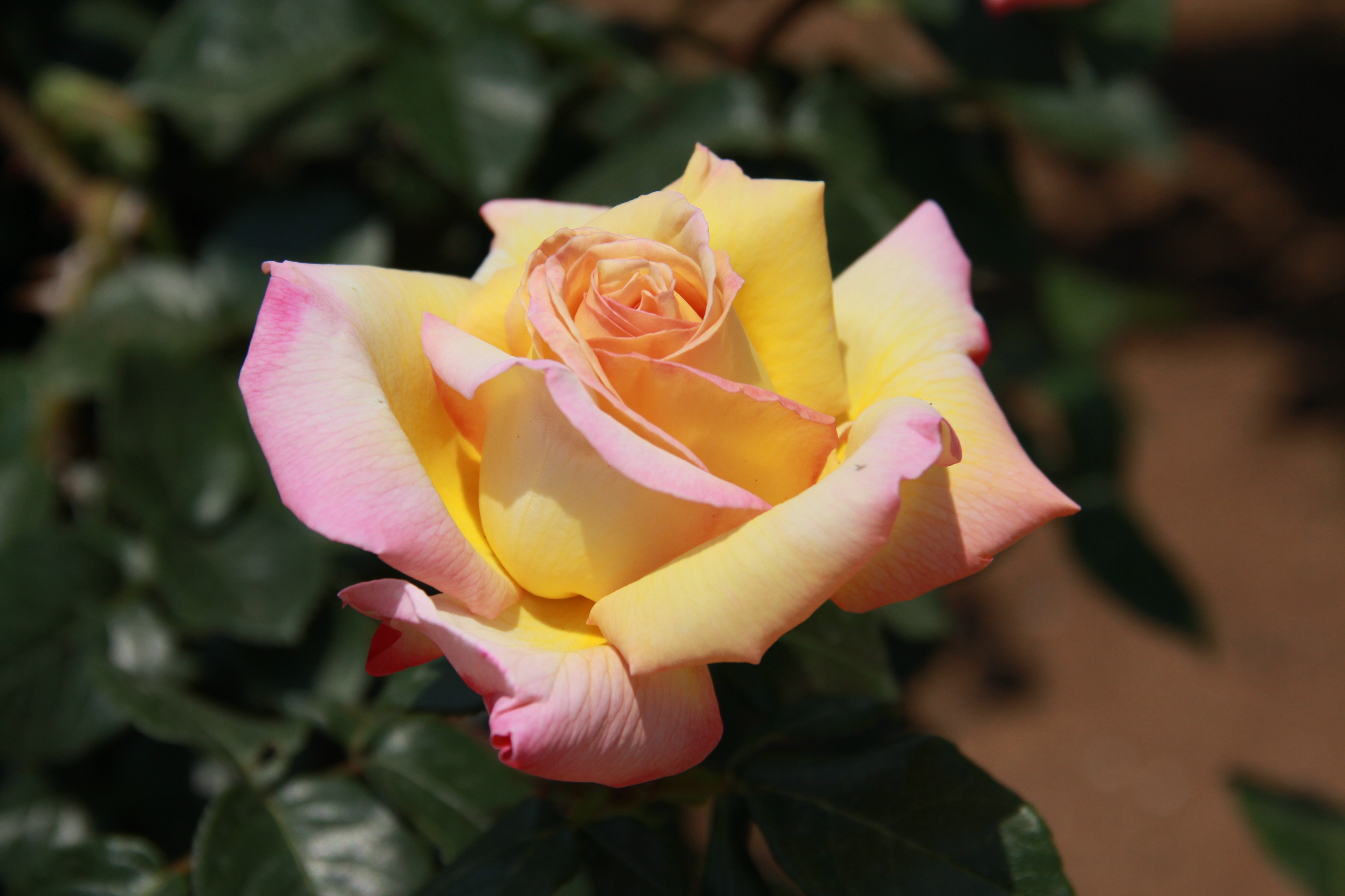 English Rose flower