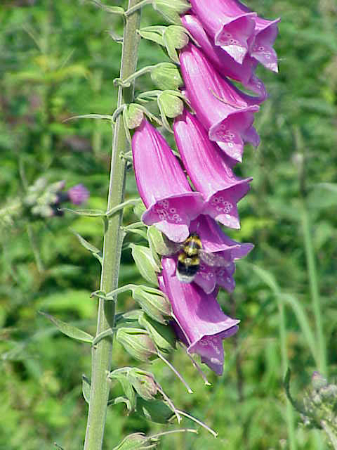 Foxglove flower