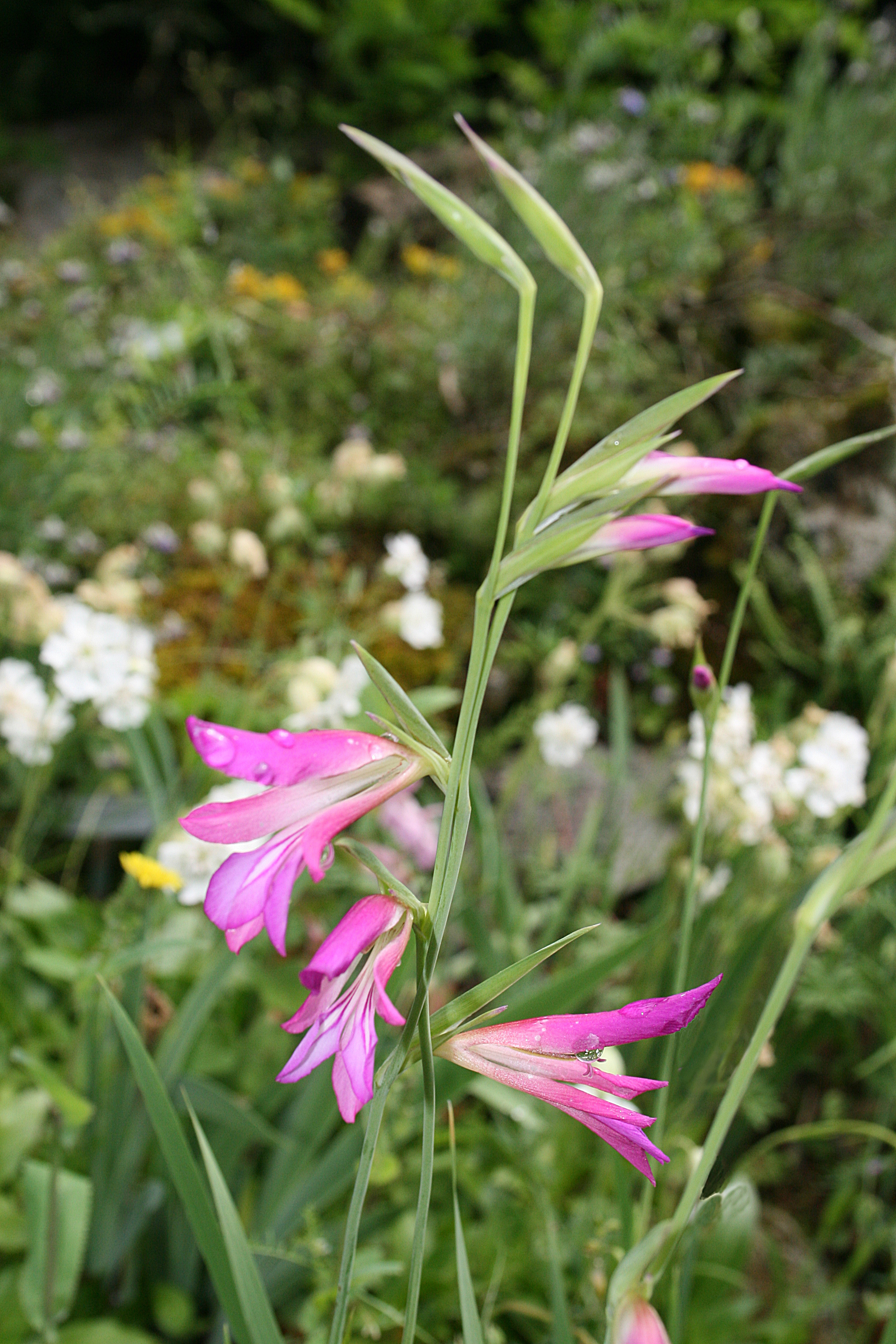Gladiolus flower