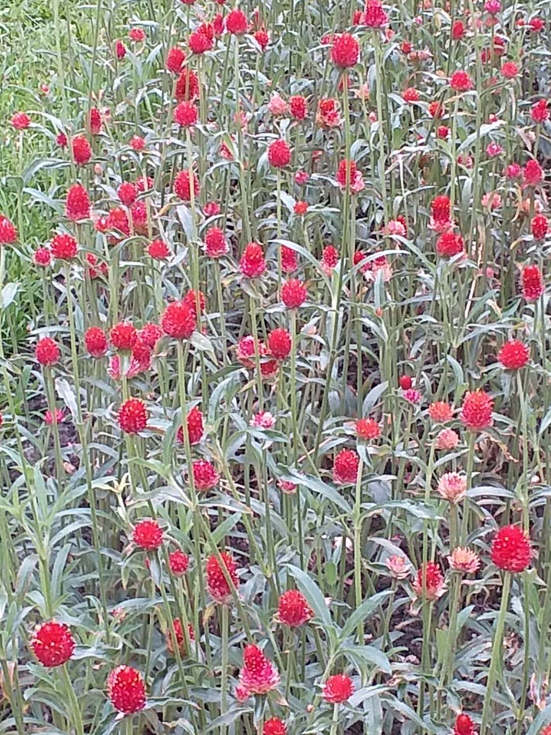 Gomphrena flower