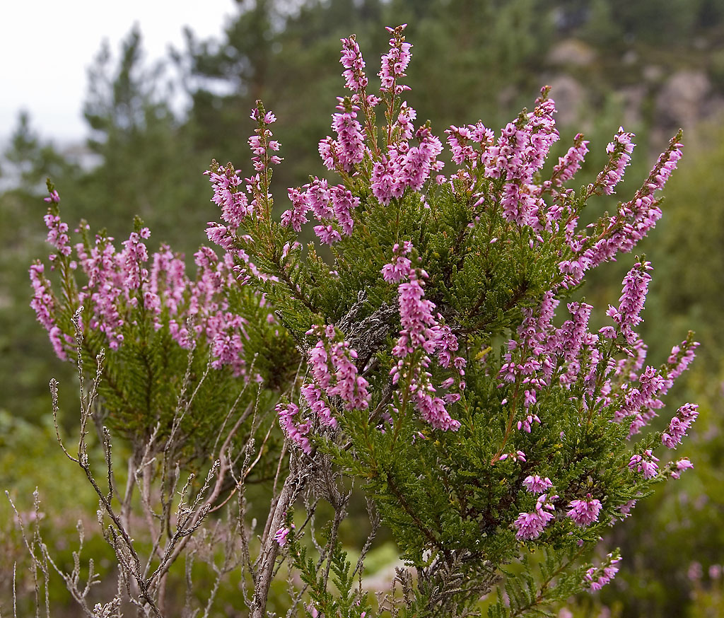 Heather flower