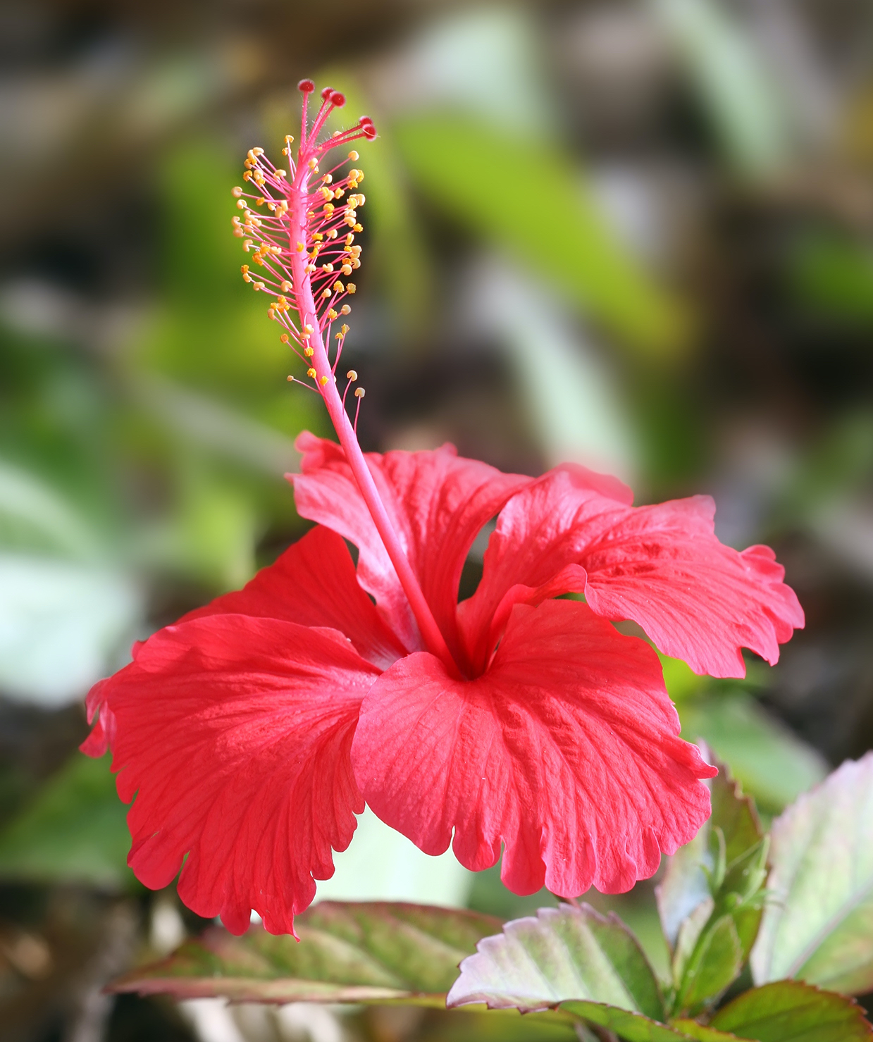Hibiscus flower