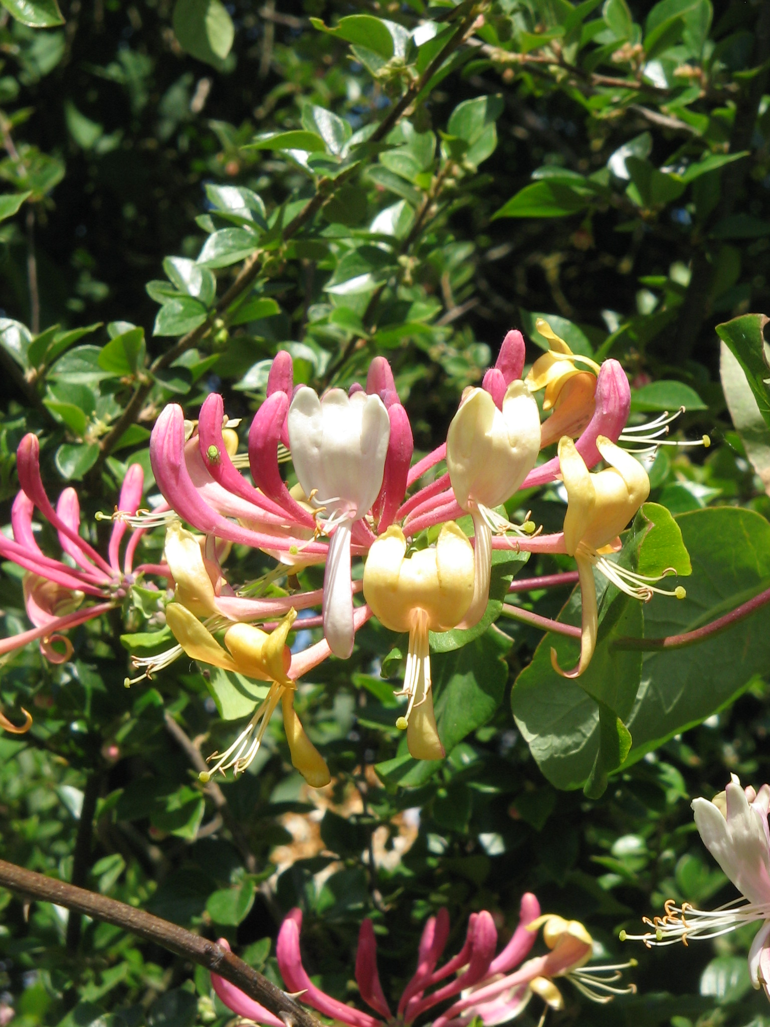 Honeysuckle flower