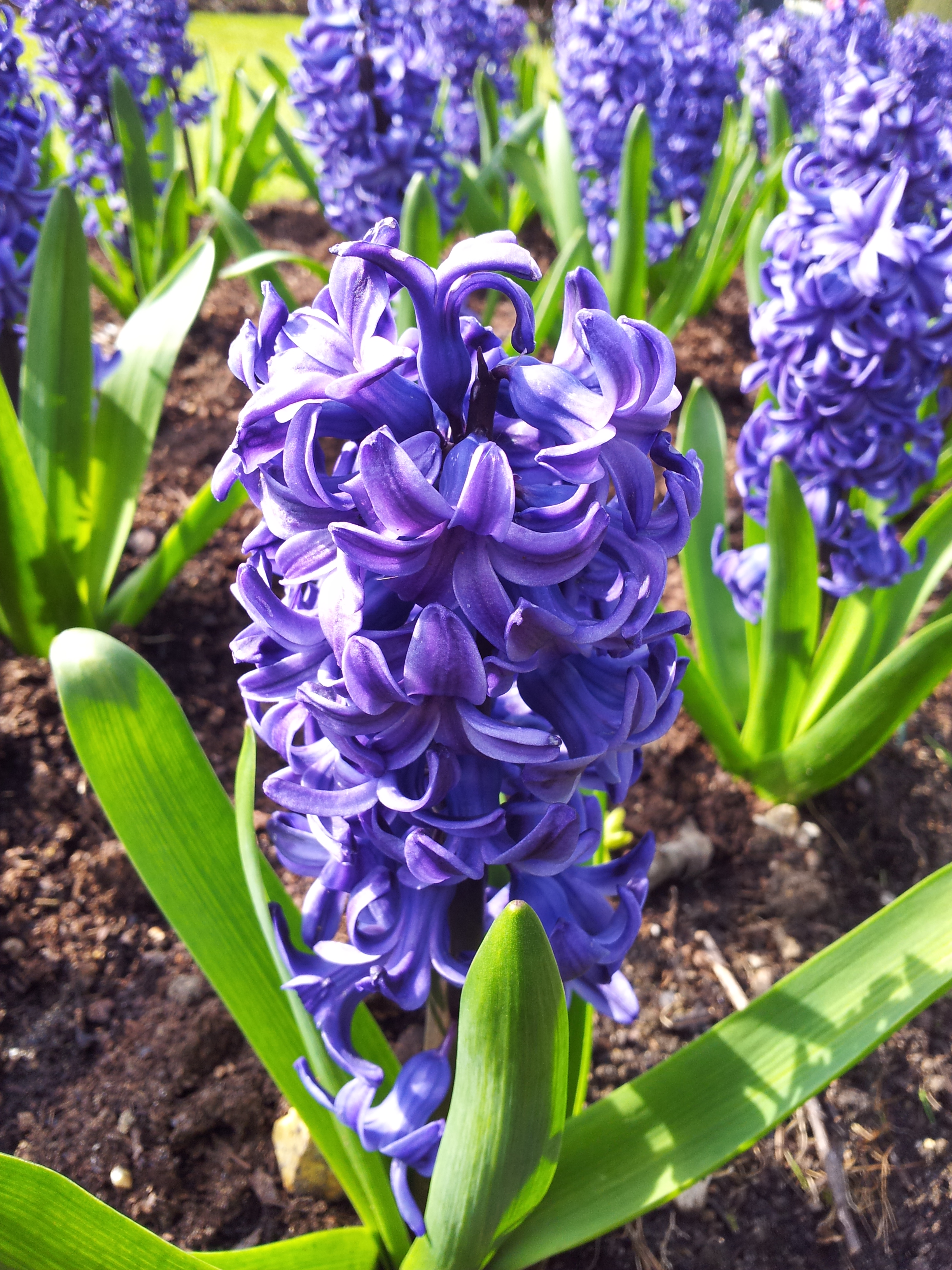 Hyacinth flower
