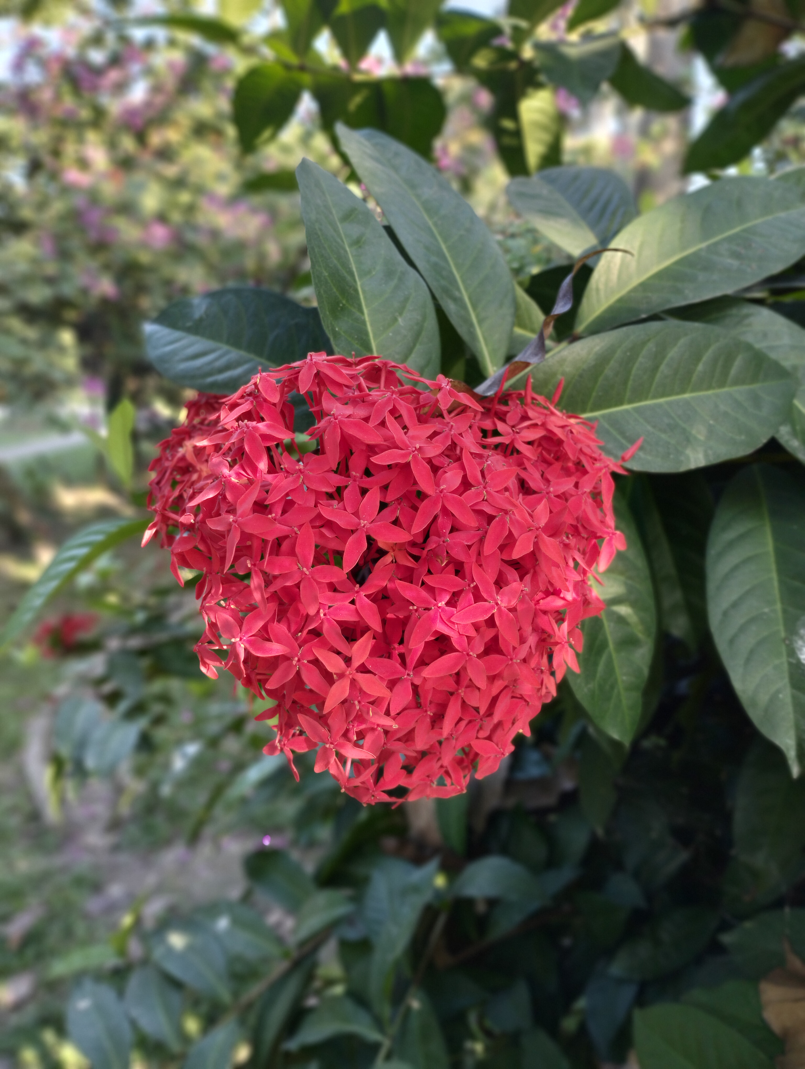 Ixora flower
