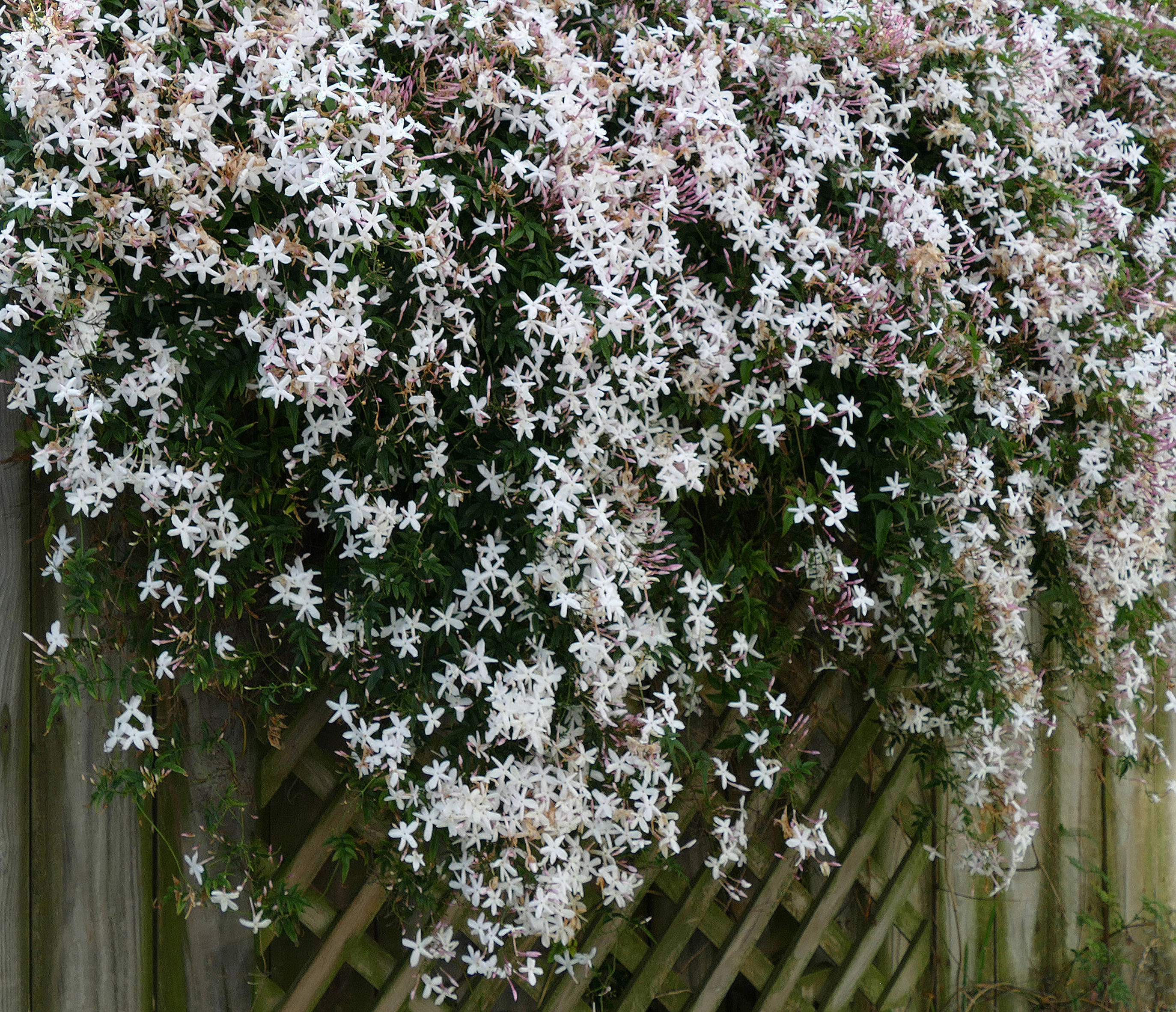 Jasmine flower
