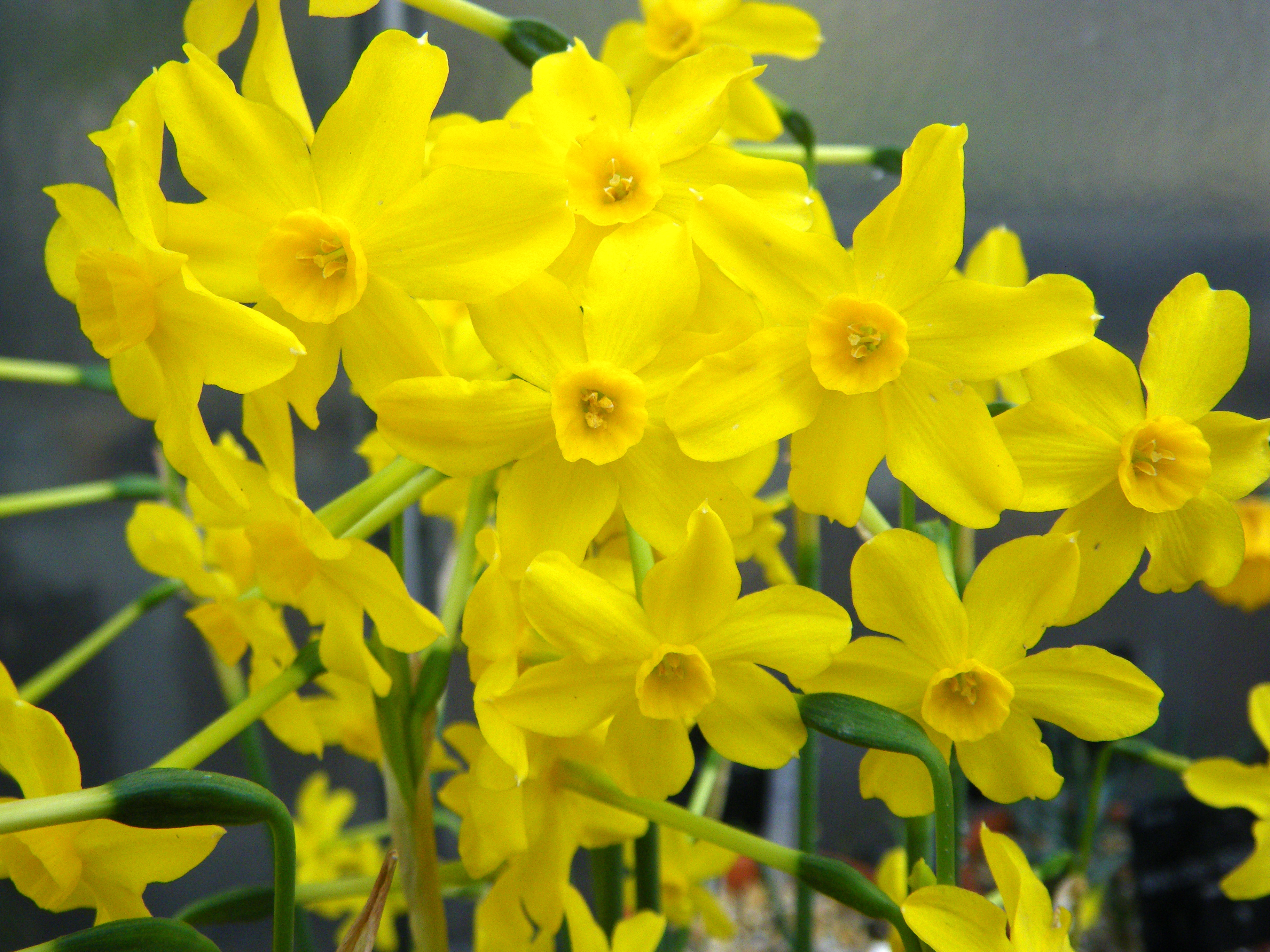 Jonquil flower