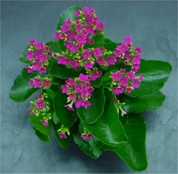 Kalanchoe flower