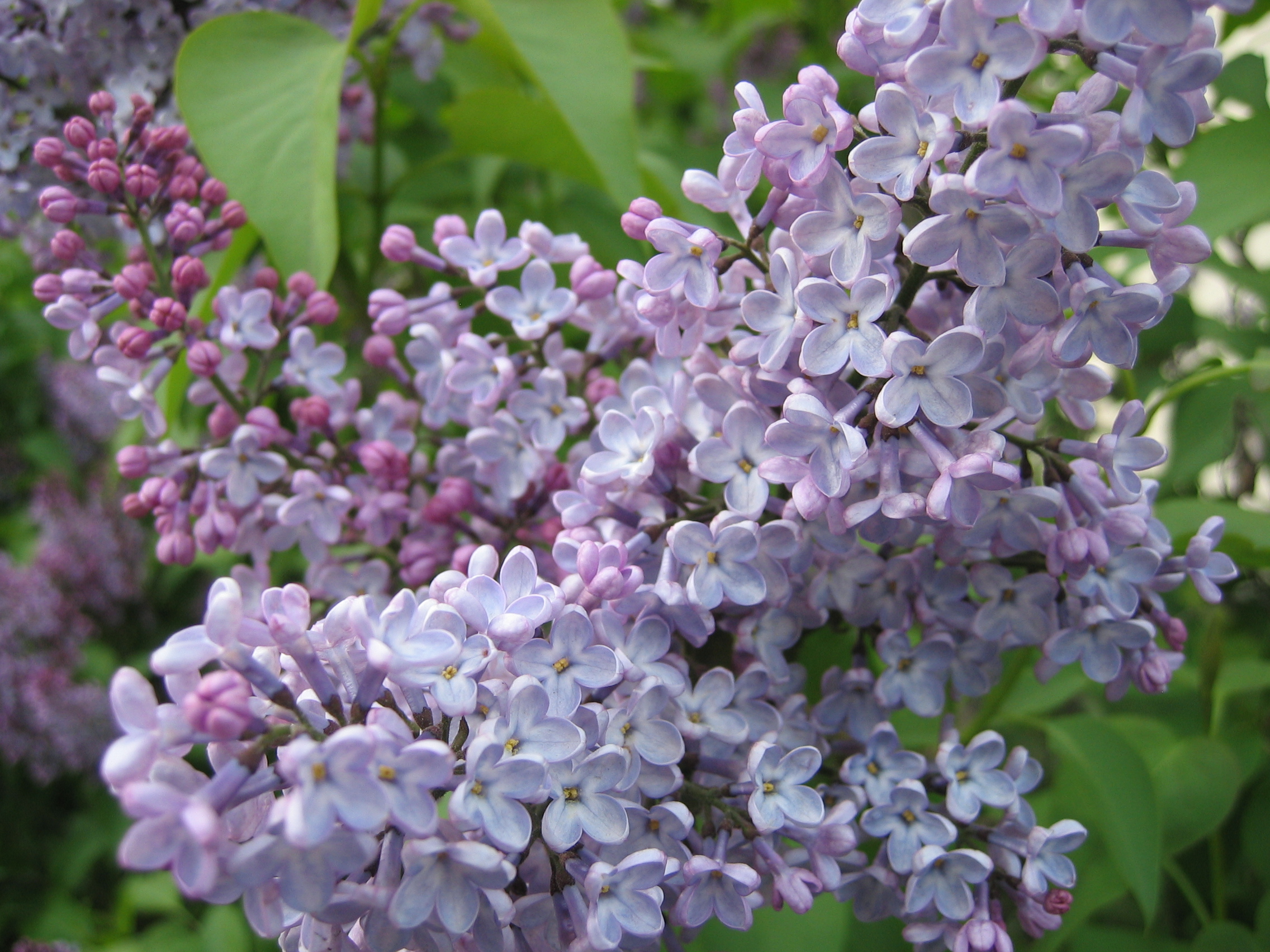 Lilac flower