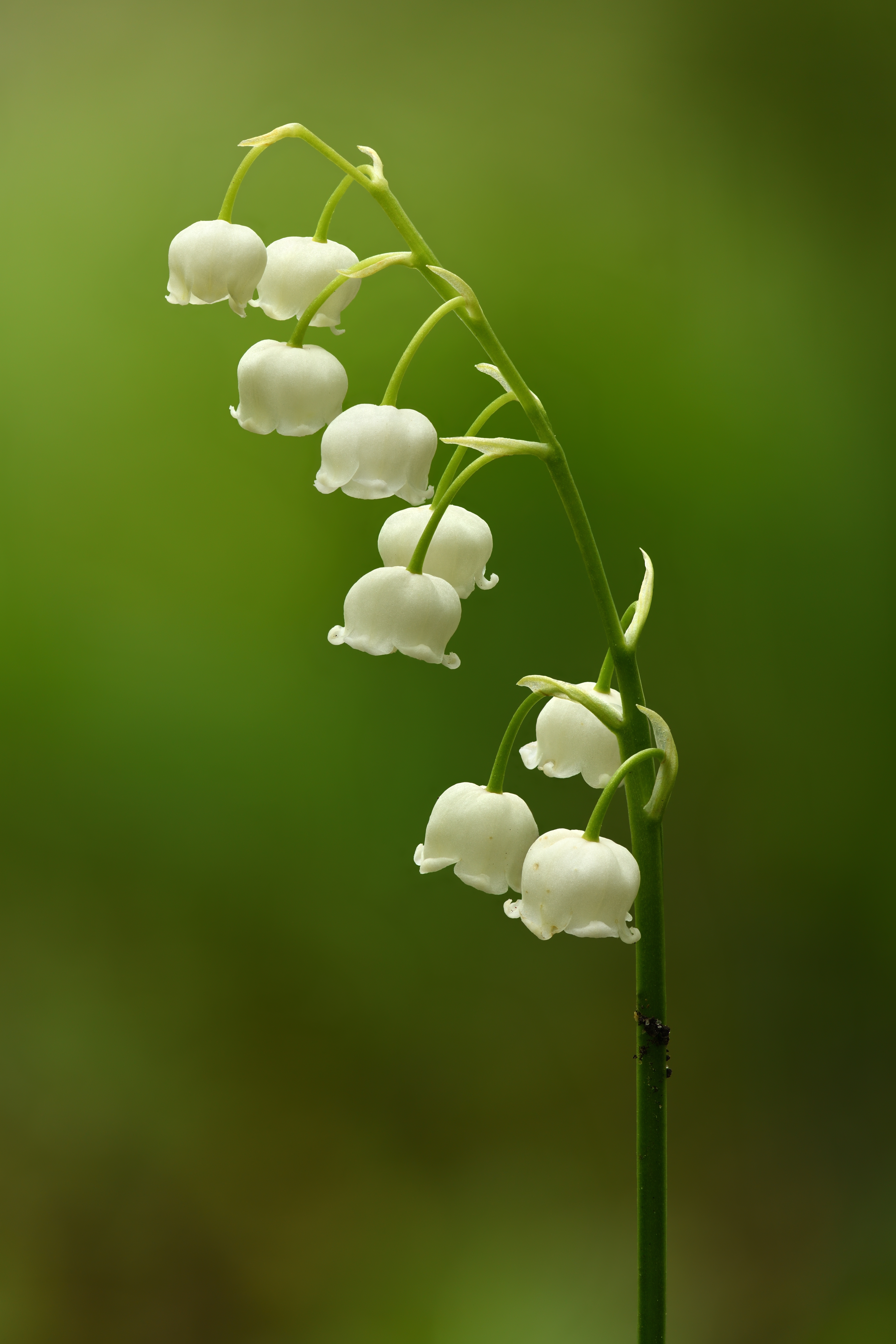 Lily of the Valley flower