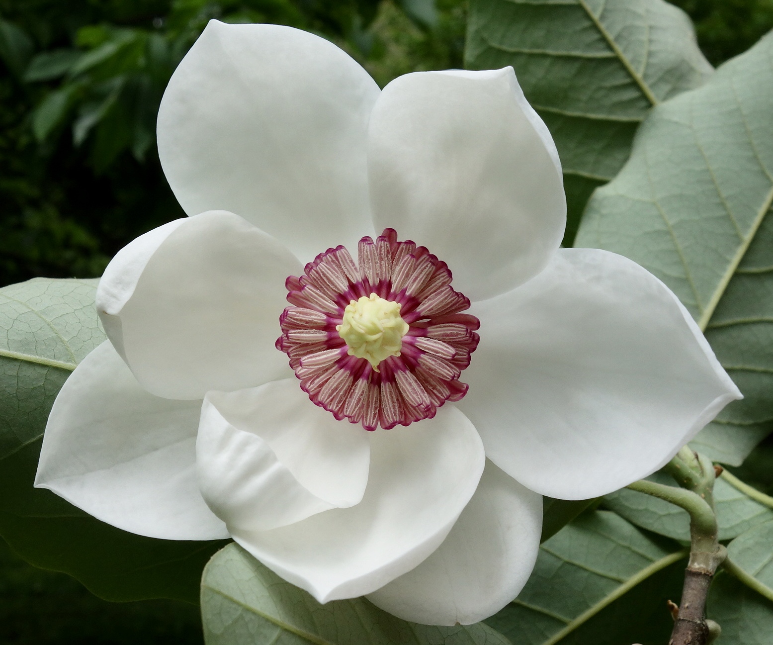 Magnolia flower