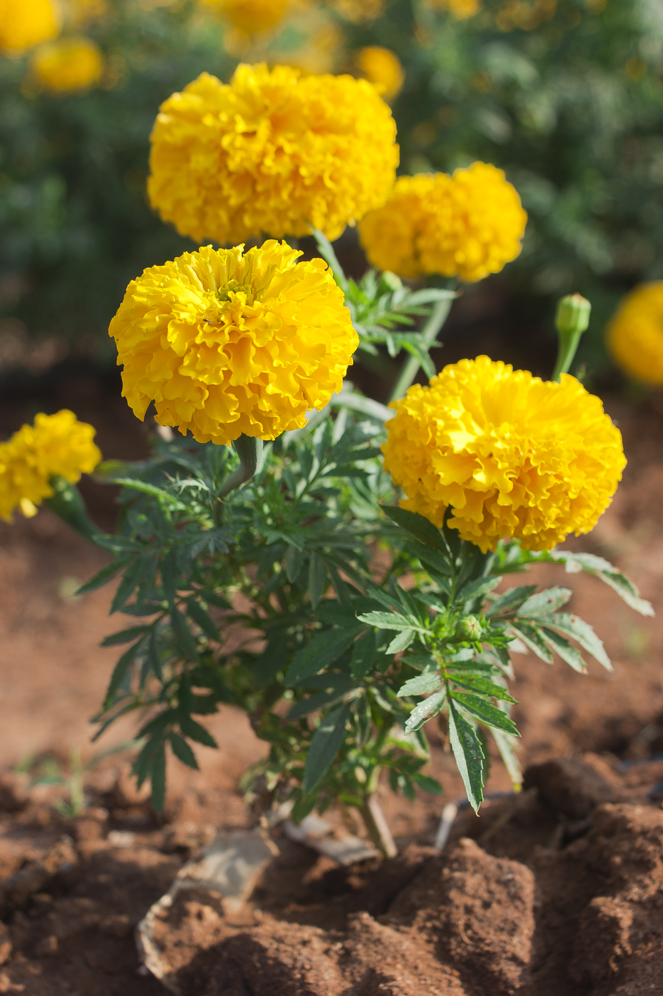 Marigold flower