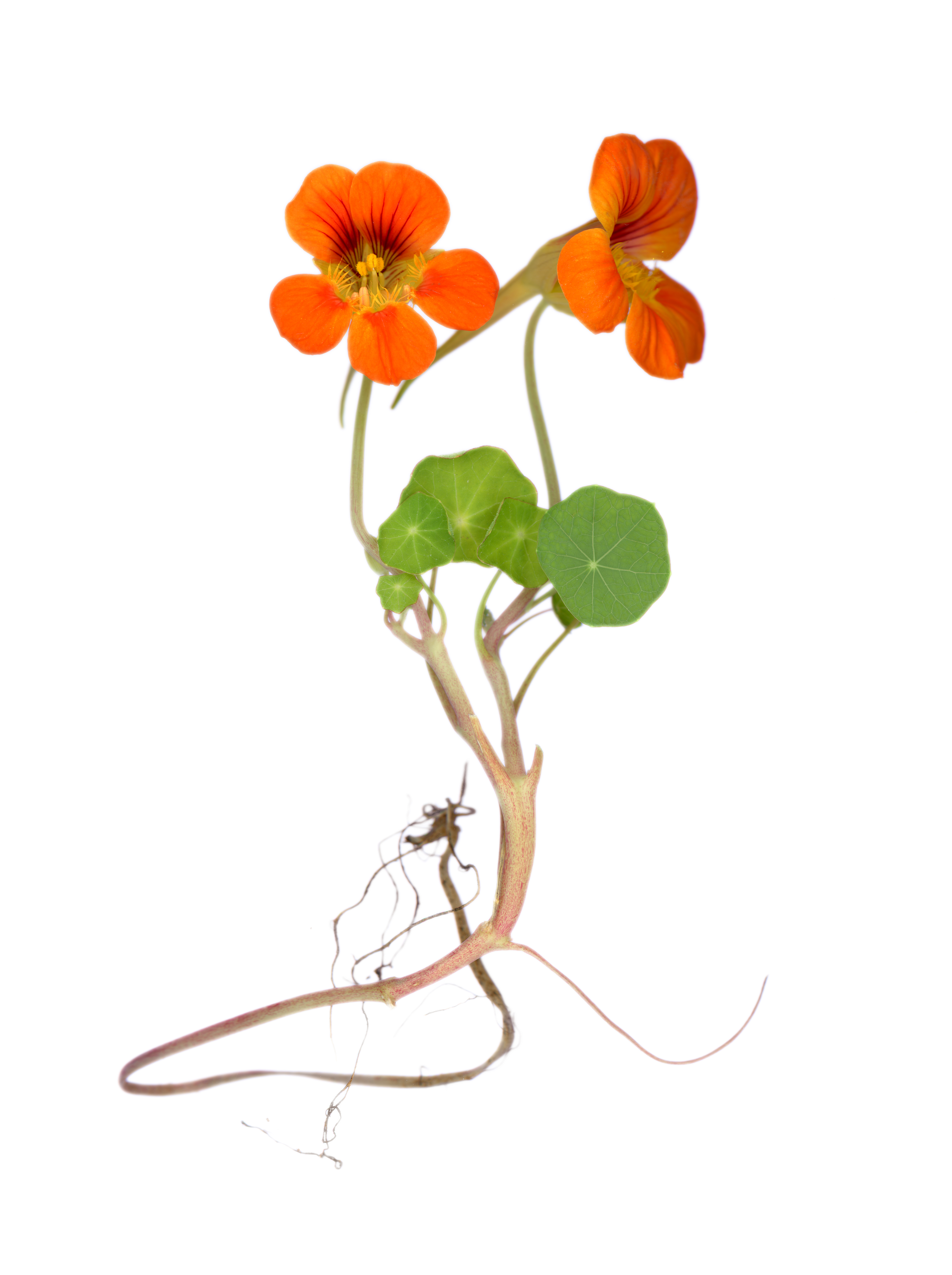 Nasturtium flower