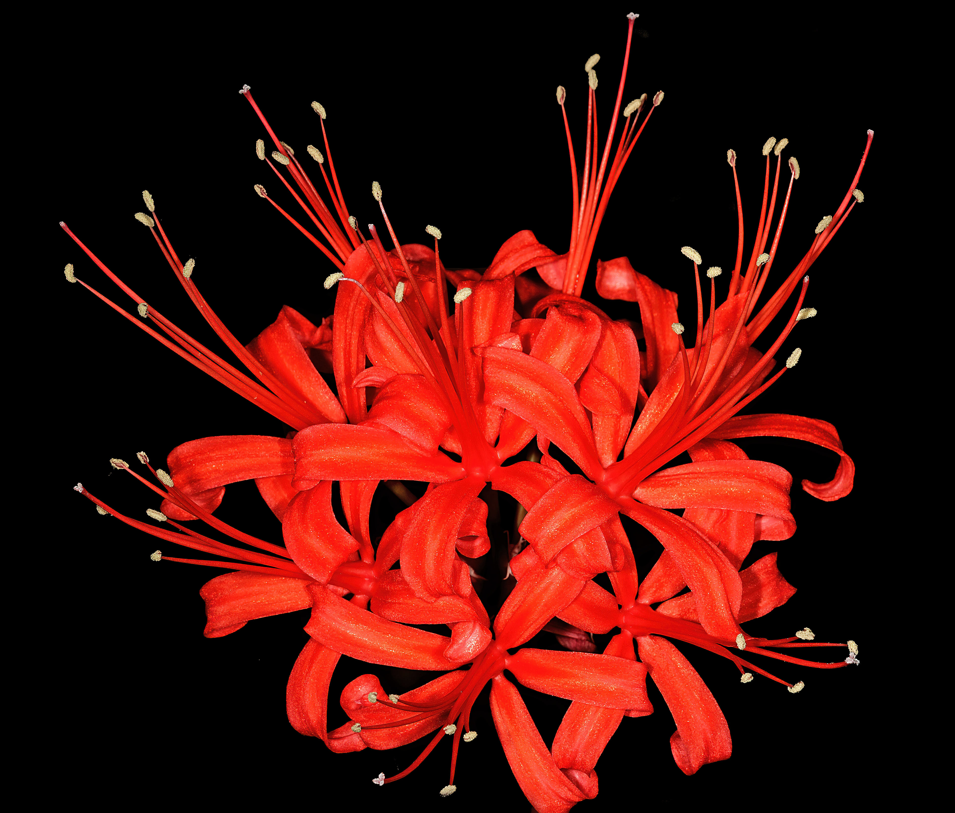 Nerine flower
