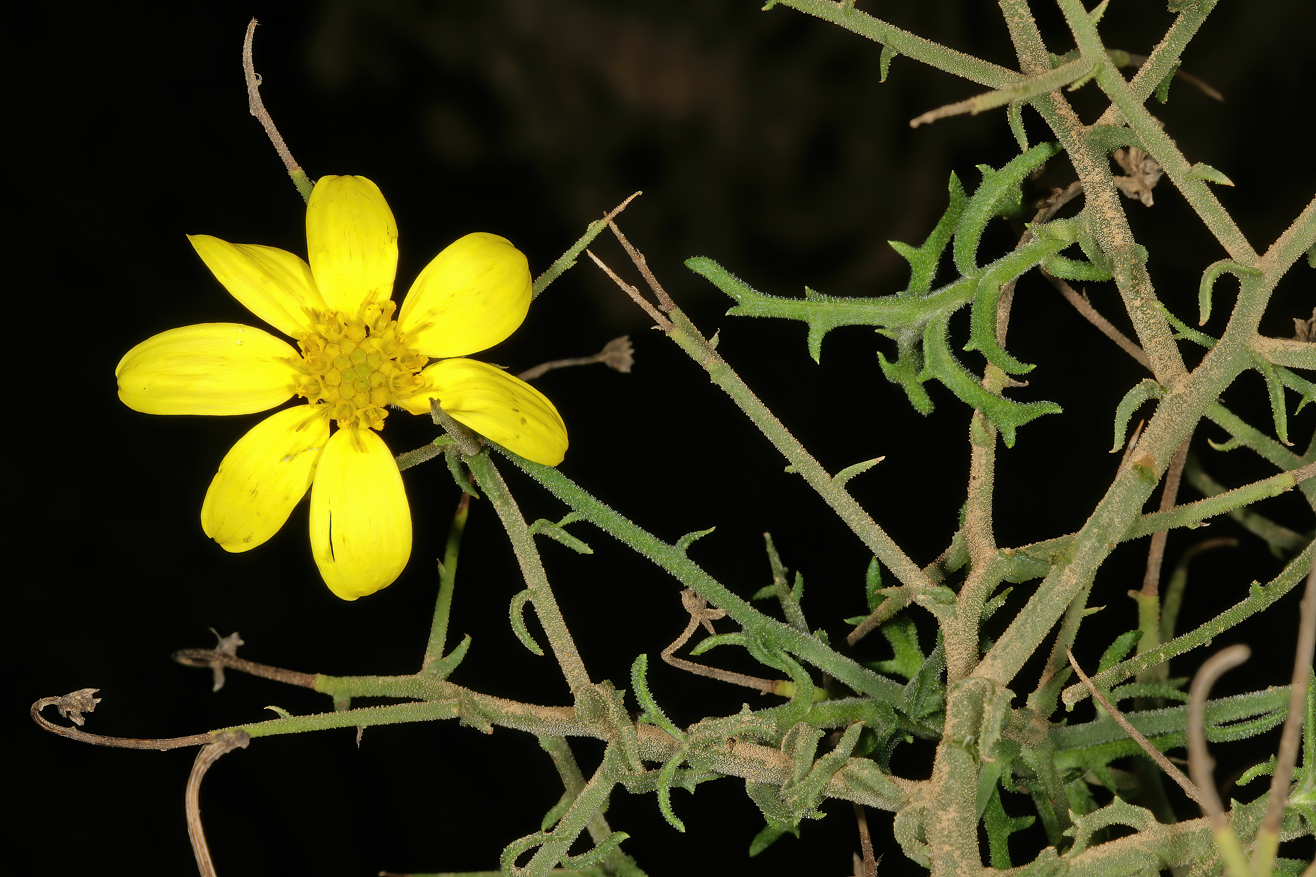 Osteospermum flower