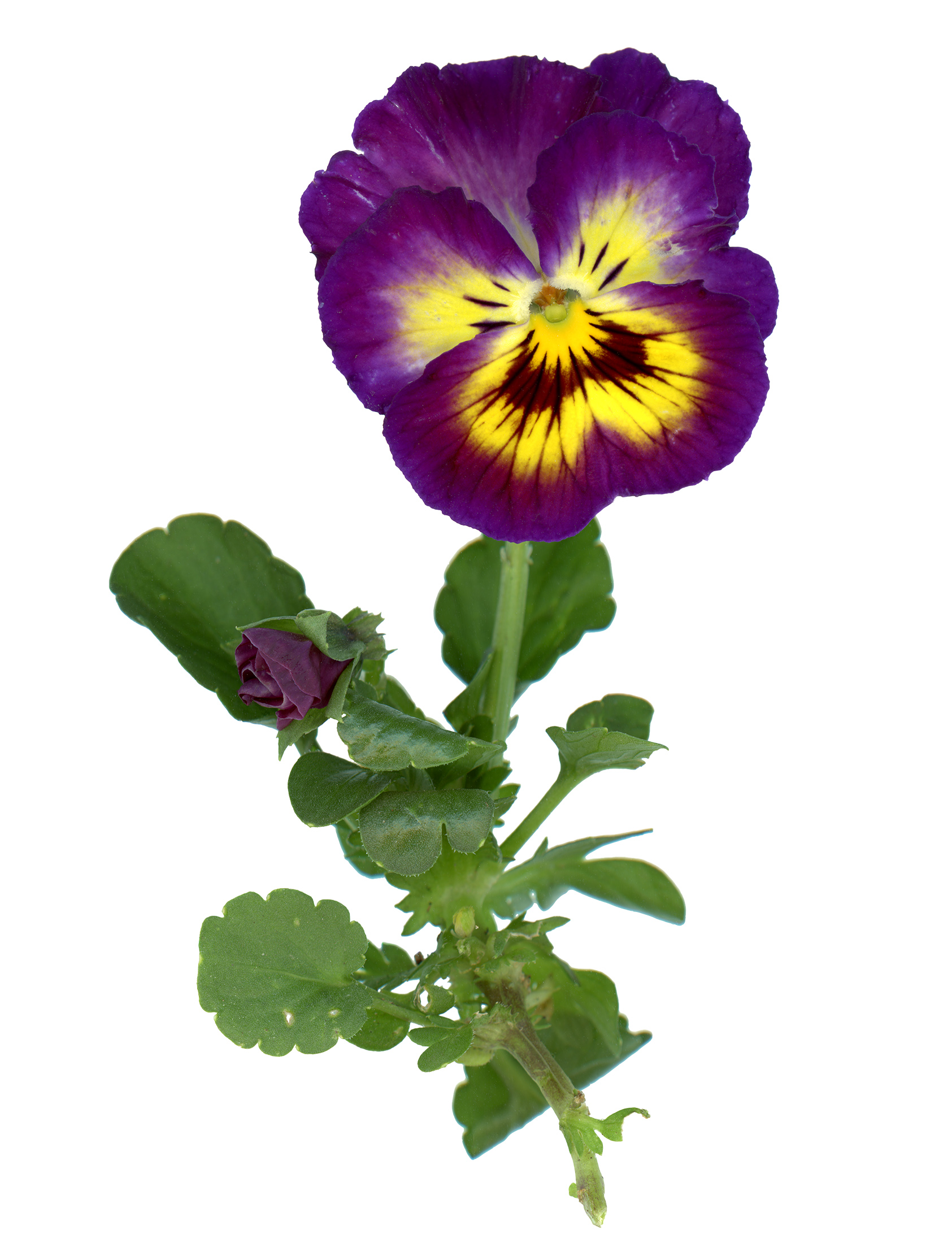 Pansy flower