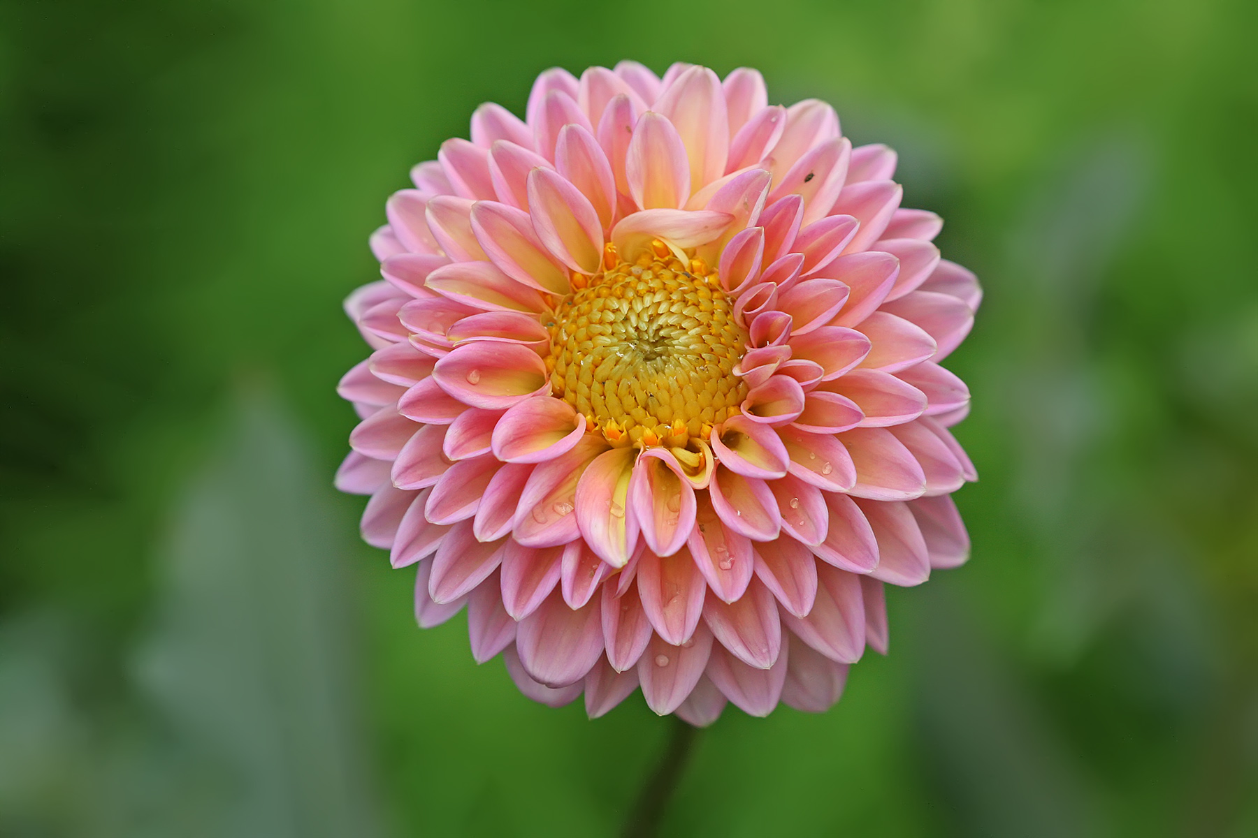 Pink dahlia with layered petals