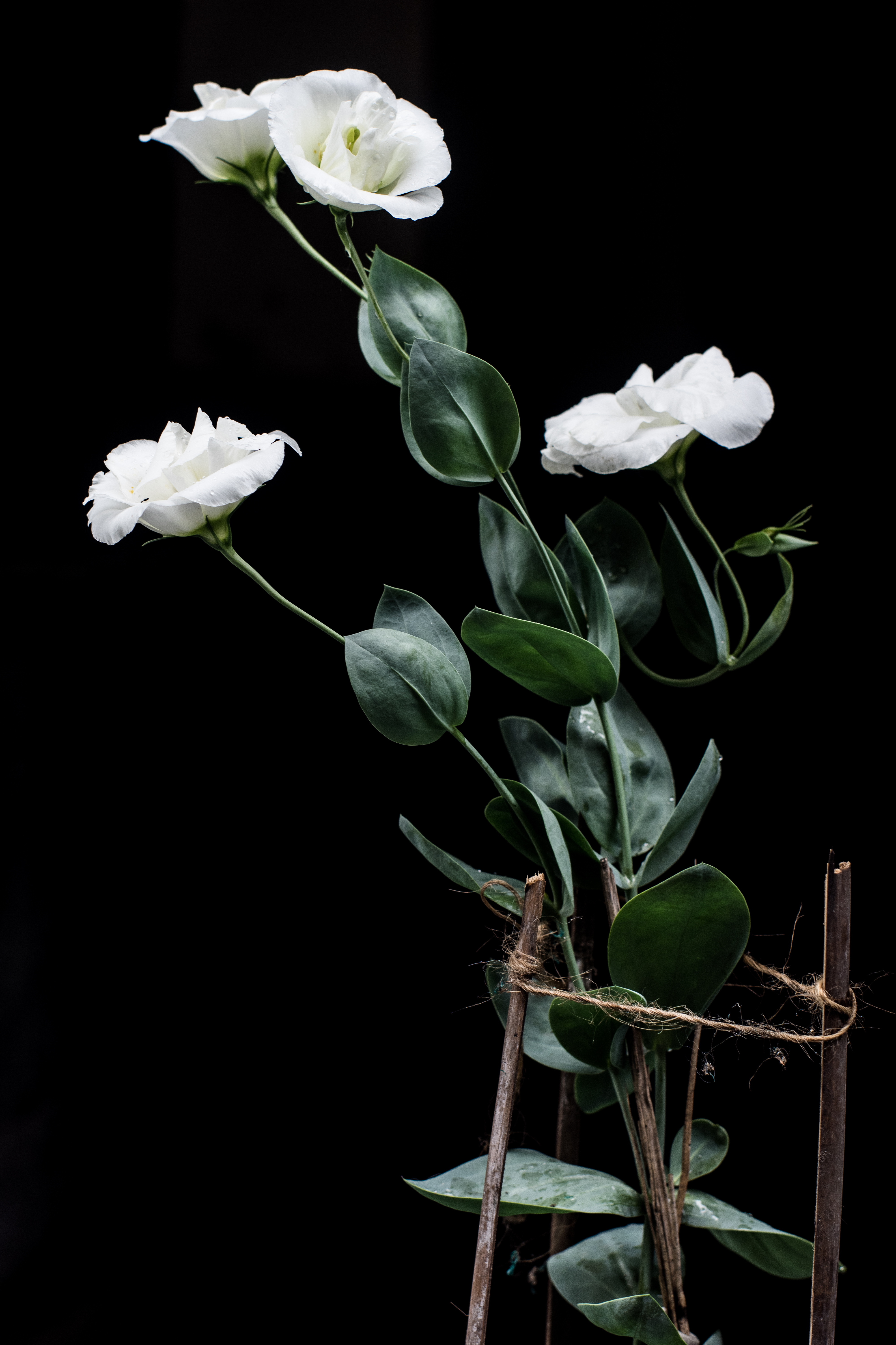 Pink lisianthus blooms