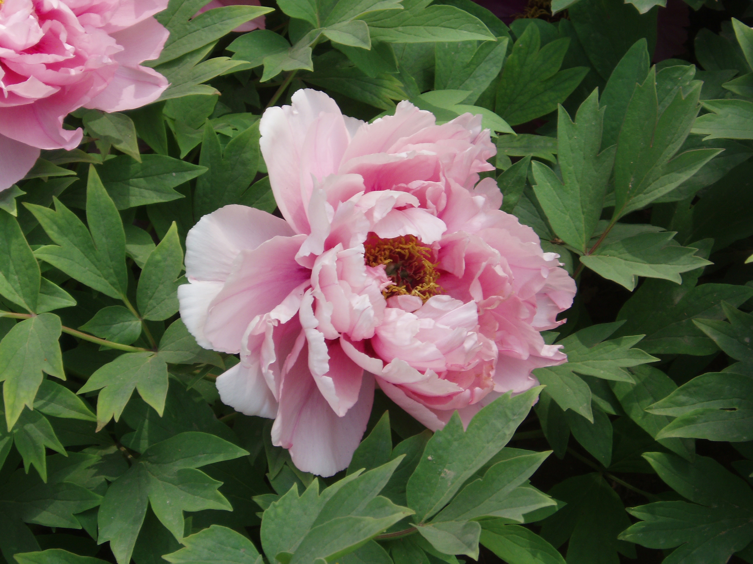 Pink peony with layered petals