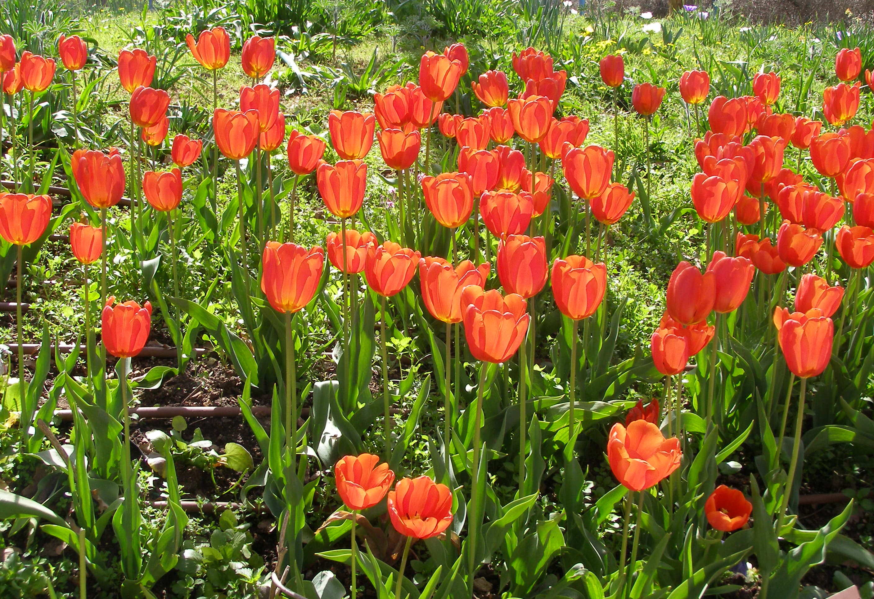 Pink tulips in a spring bunch