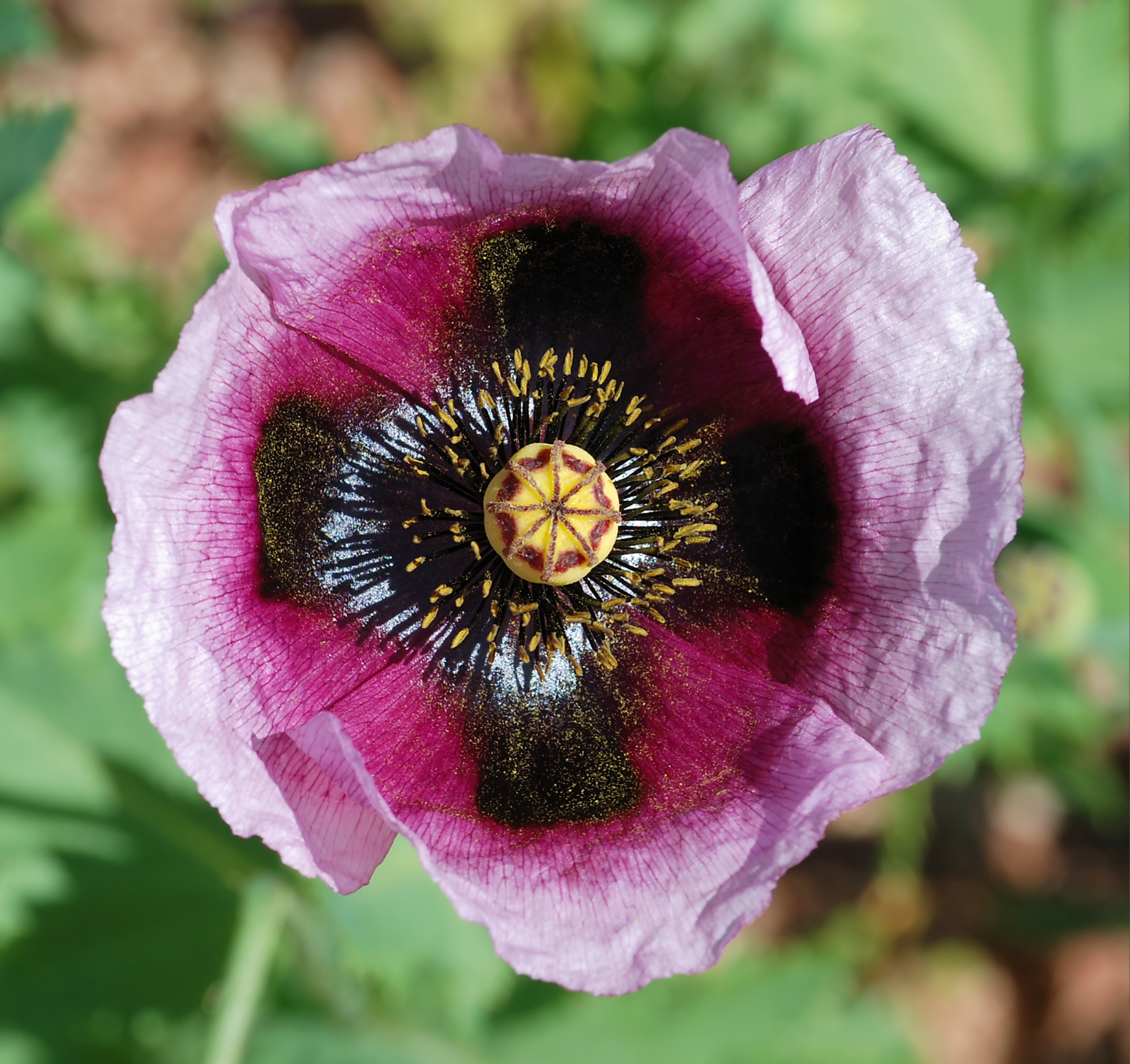Poppy flower