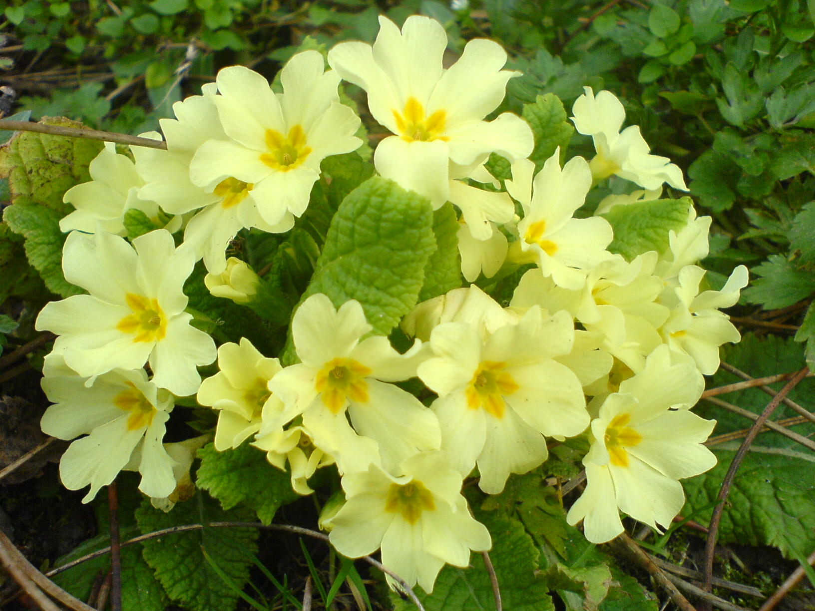 Primrose flower