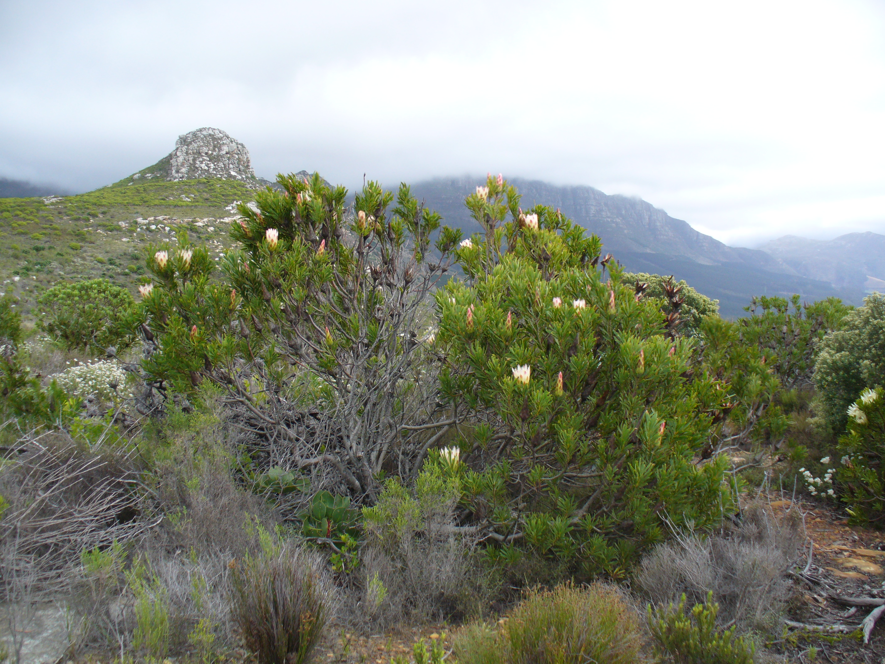 Protea flower