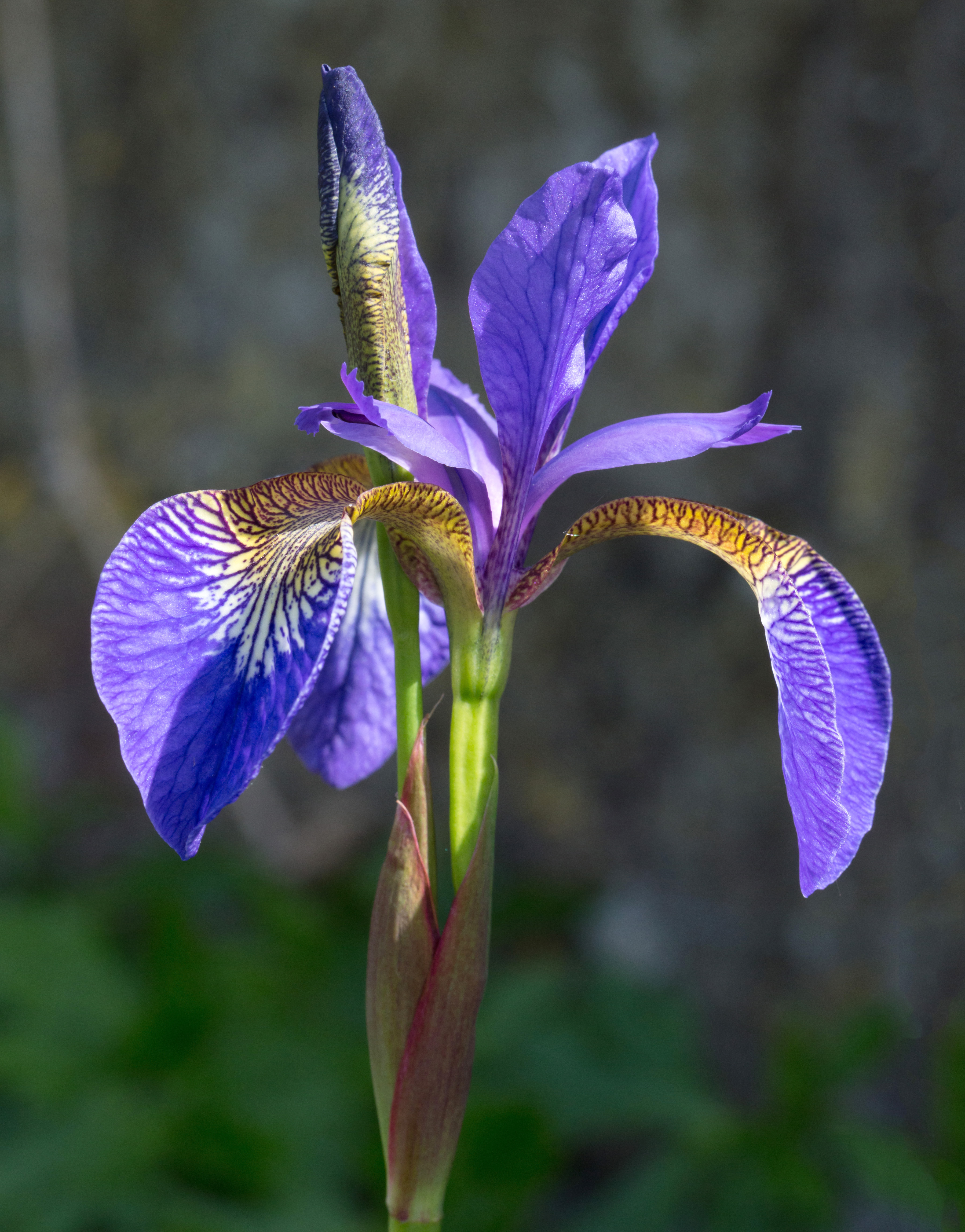 Purple iris flower