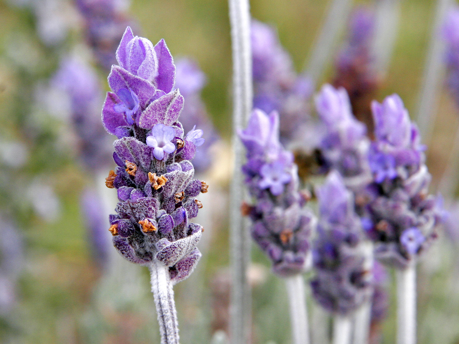 Purple lavender field stems