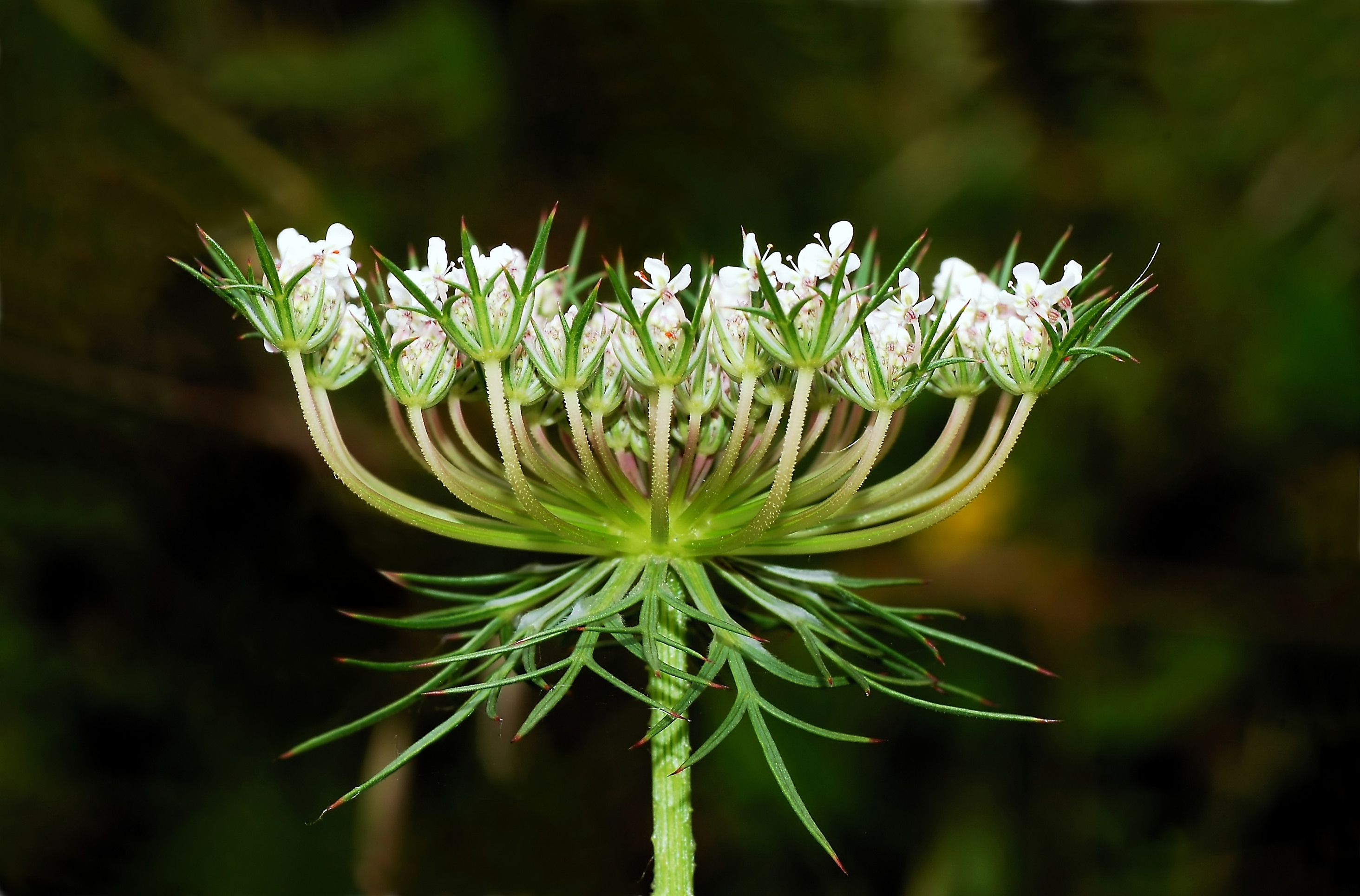 Queen Anne's Lace flower