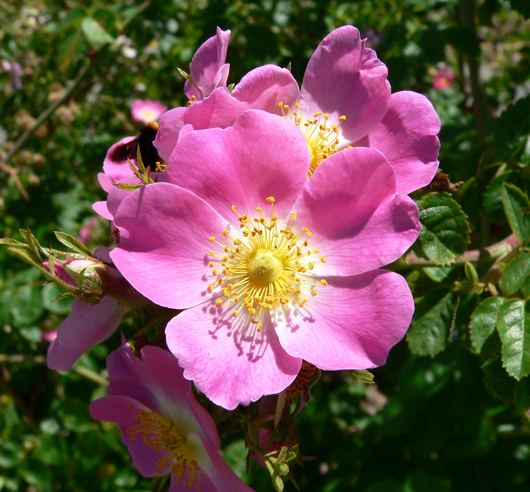 Red garden rose with layered petals