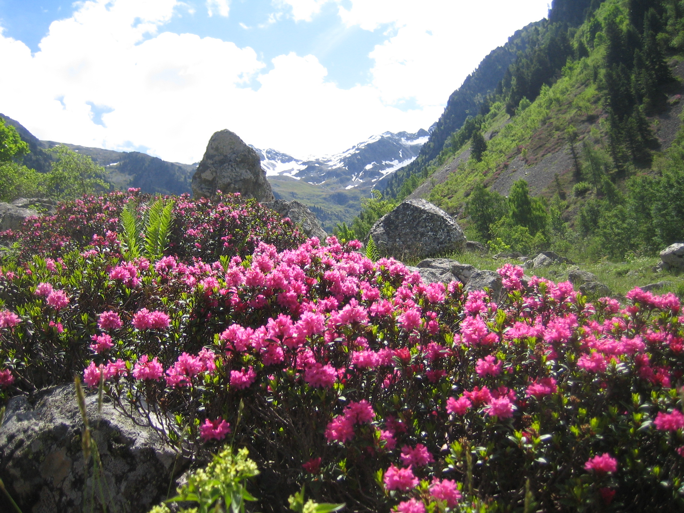 Rhododendron flower