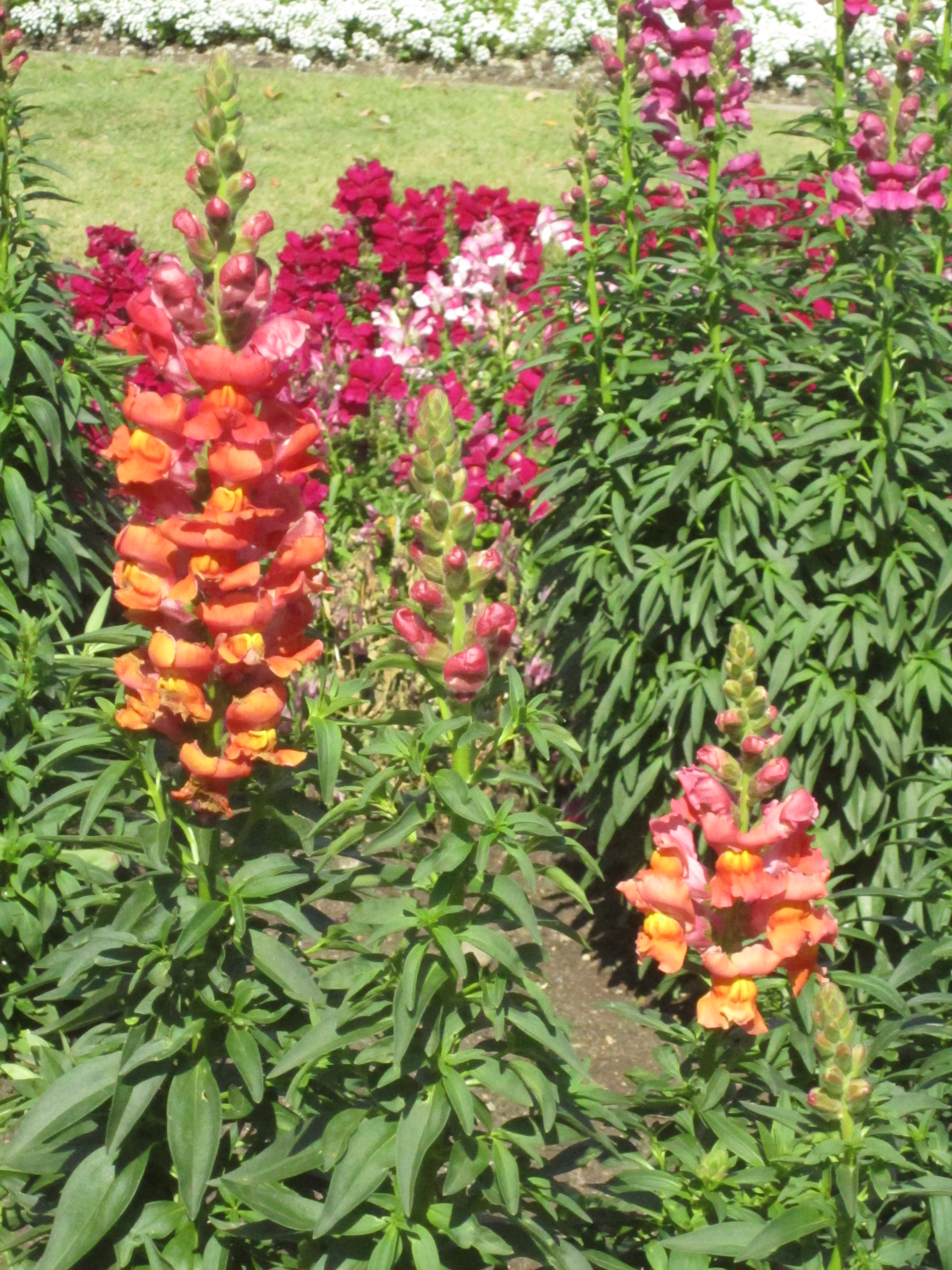 Snapdragon flower
